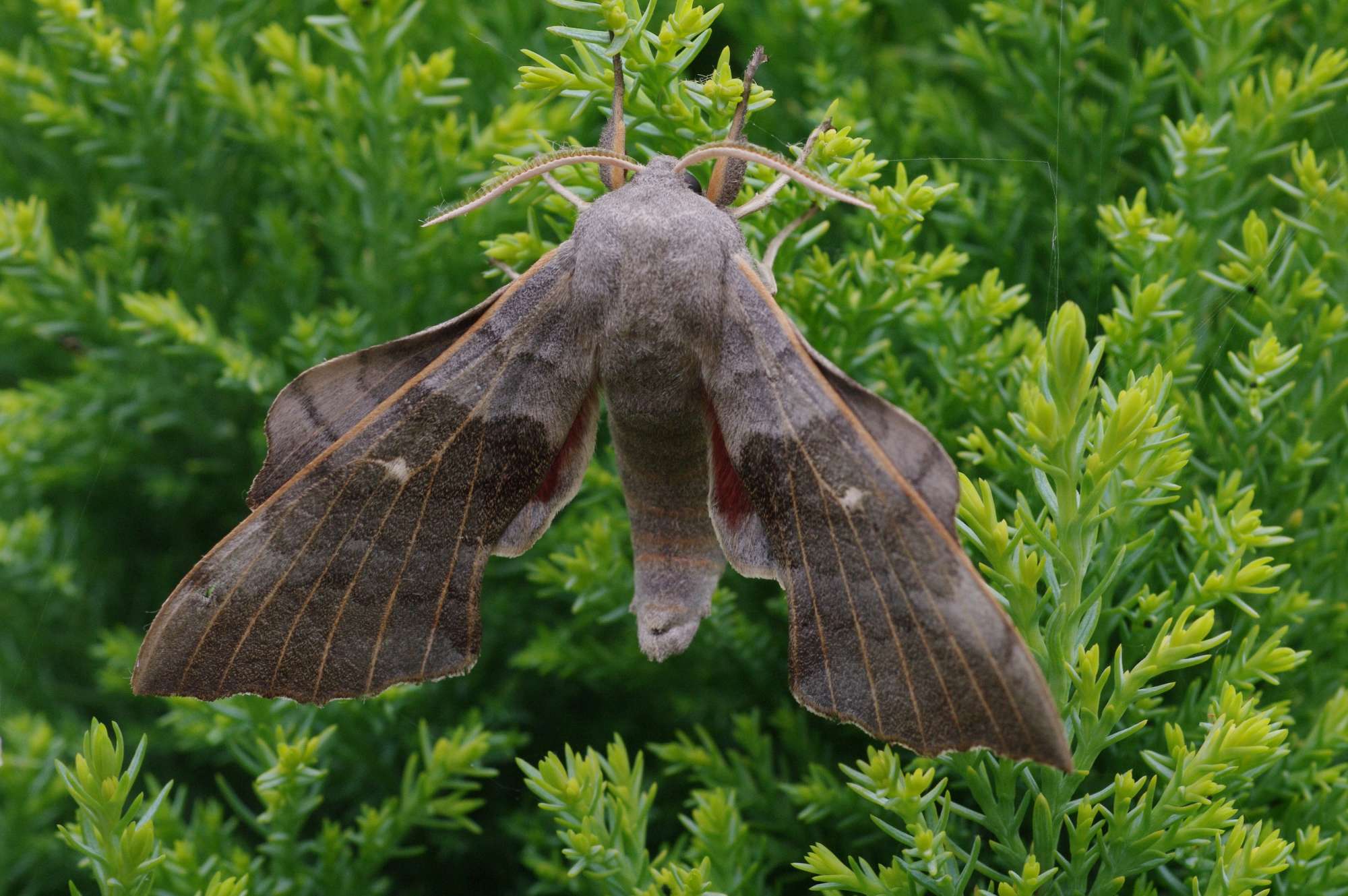 Poplar Hawk-moth (Laothoe populi) photographed in Somerset by John Connolly