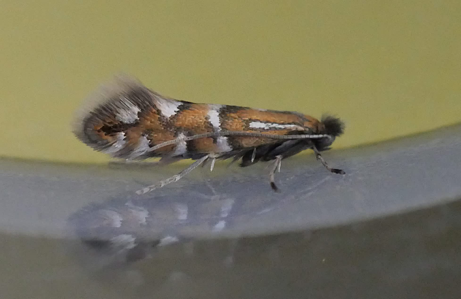 Vetch Midget (Phyllonorycter nigrescentella) photographed in Somerset by Jenny Vickers