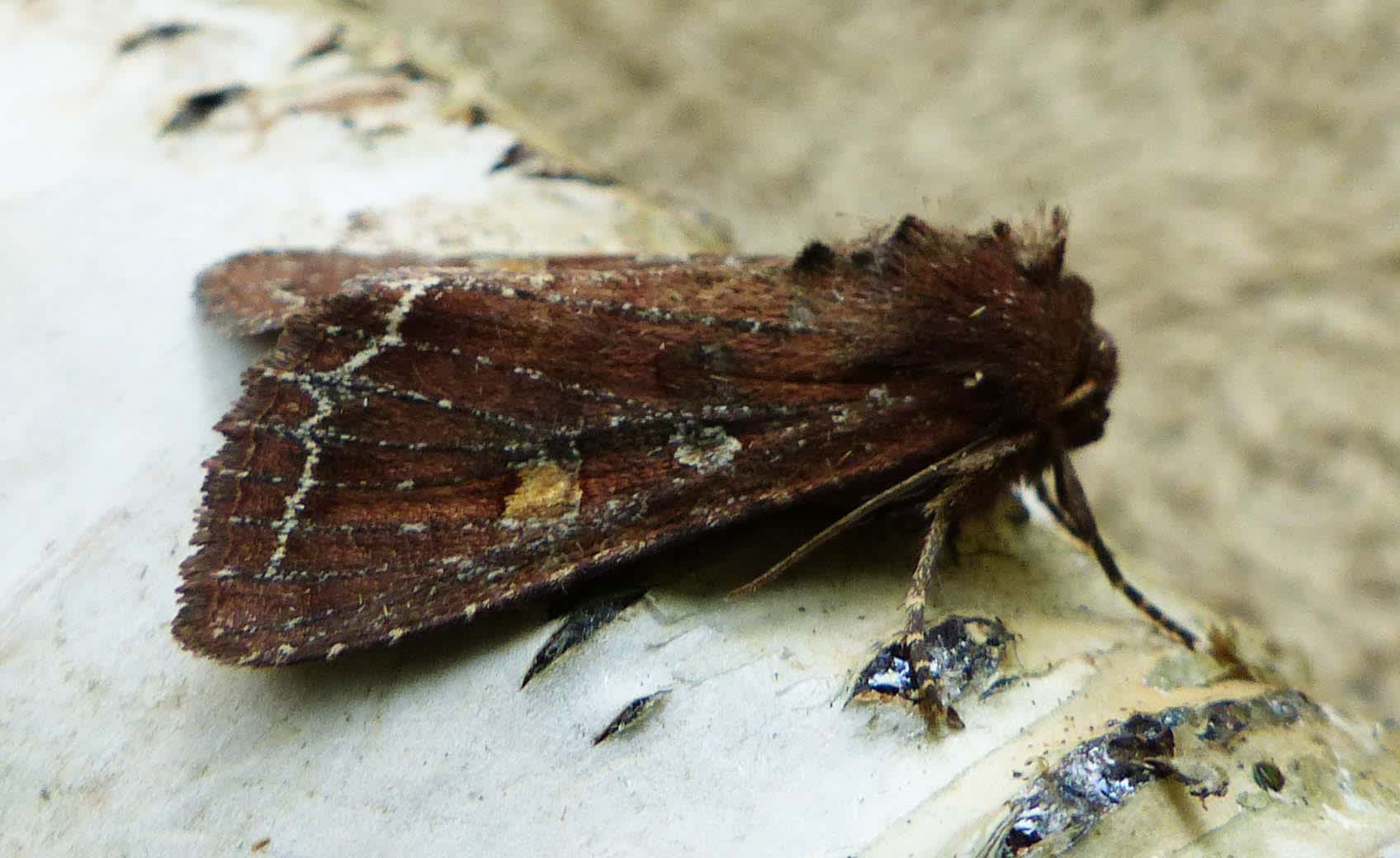 Bright-line Brown-eye (Lacanobia oleracea) photographed in Somerset by Jenny Vickers