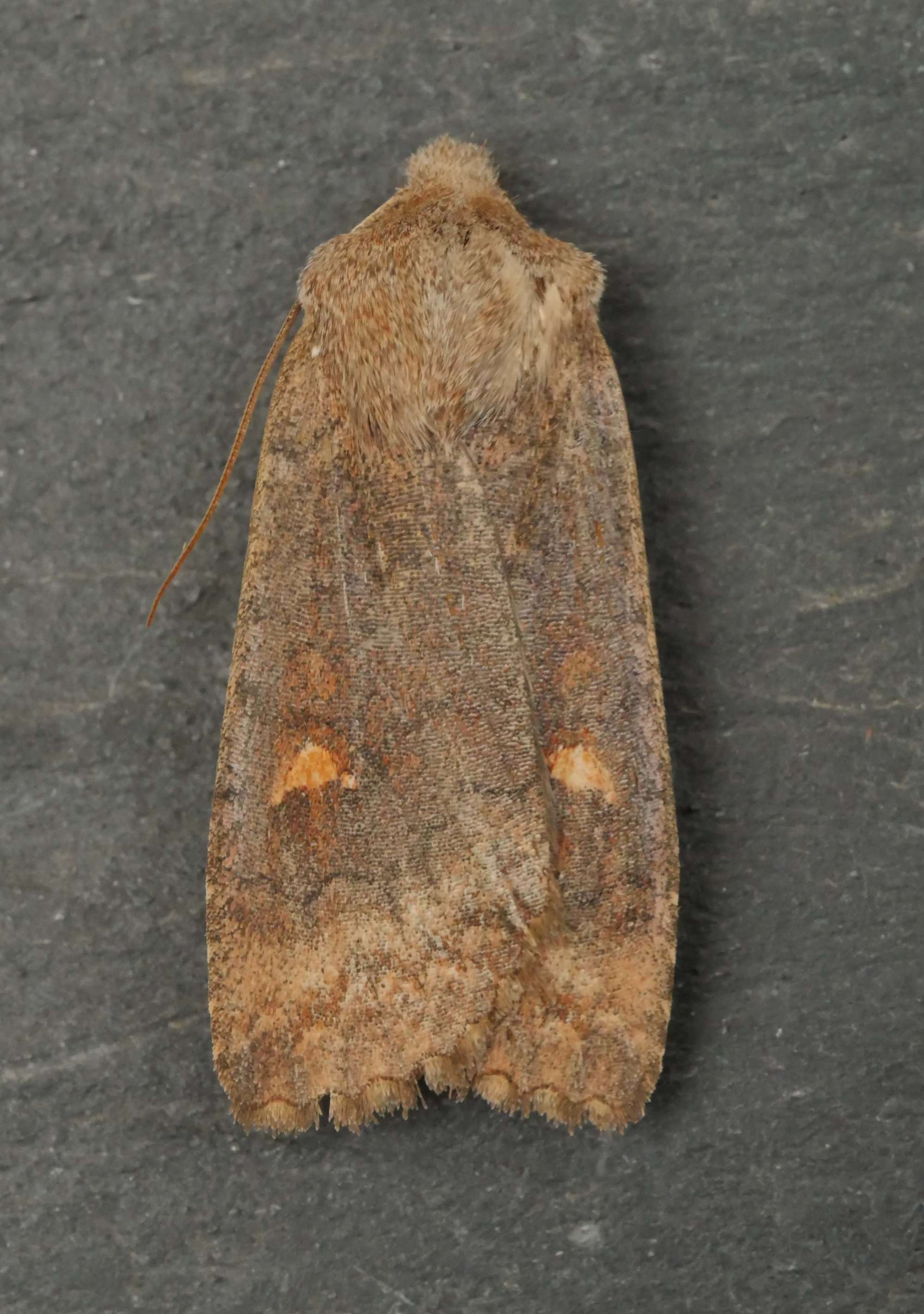 The Satellite (Eupsilia transversa) photographed in Somerset by Jenny Vickers