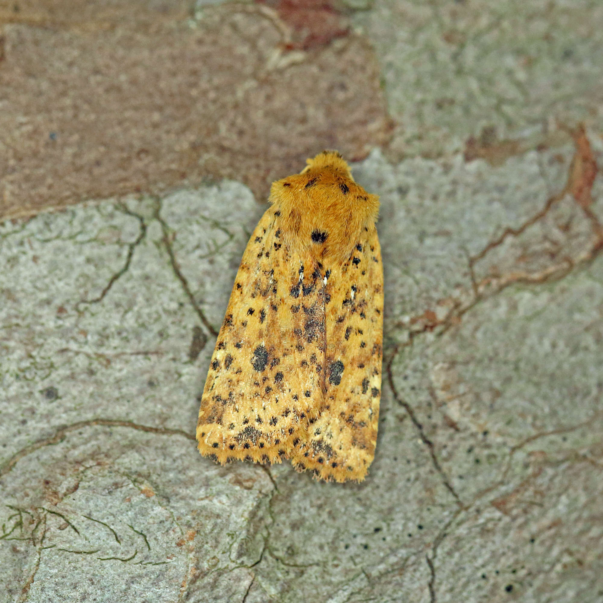 Dotted Chestnut (Conistra rubiginea) photographed in Somerset by Nigel Voaden