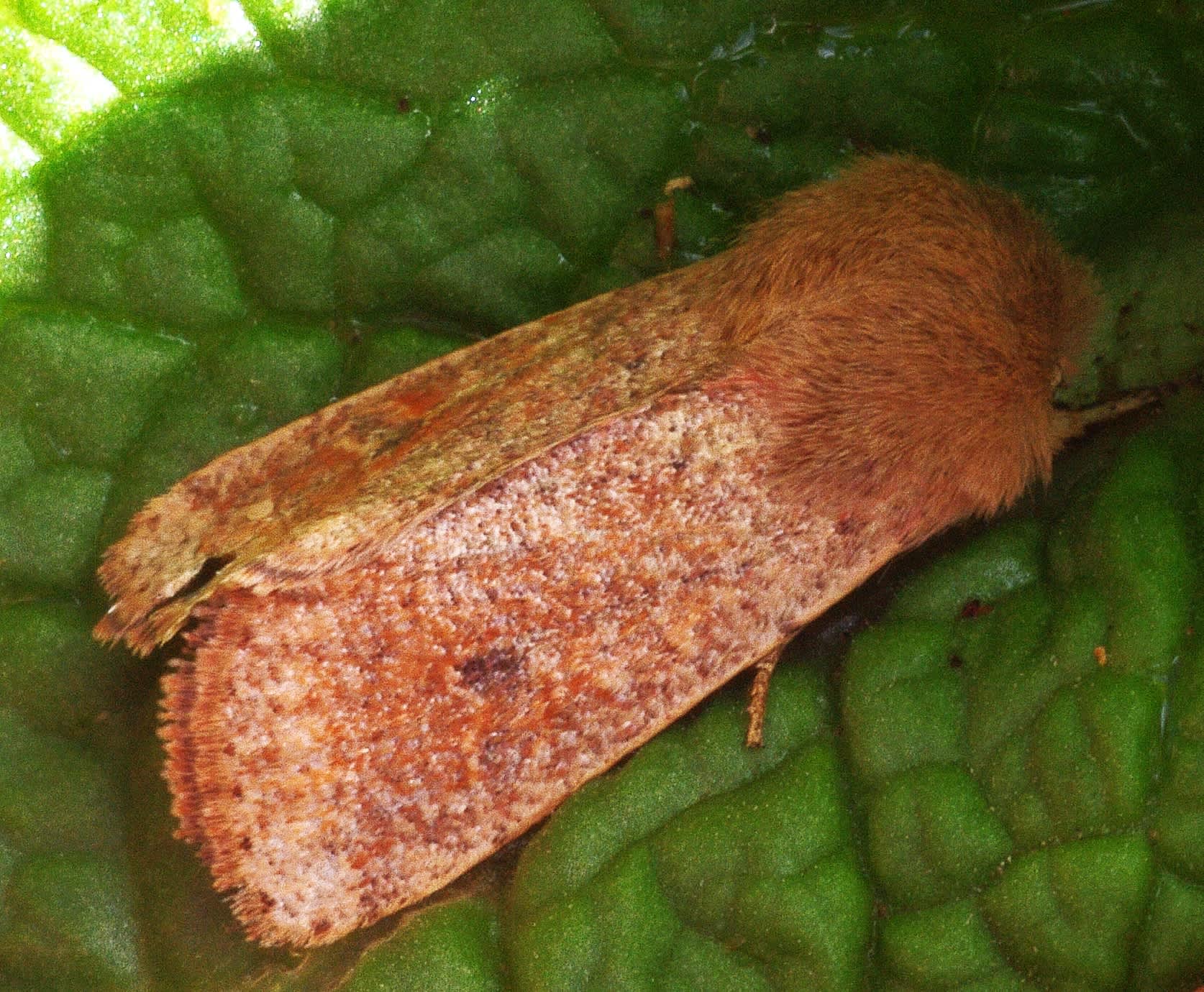 Small Quaker (Orthosia cruda) photographed in Somerset by John Connolly