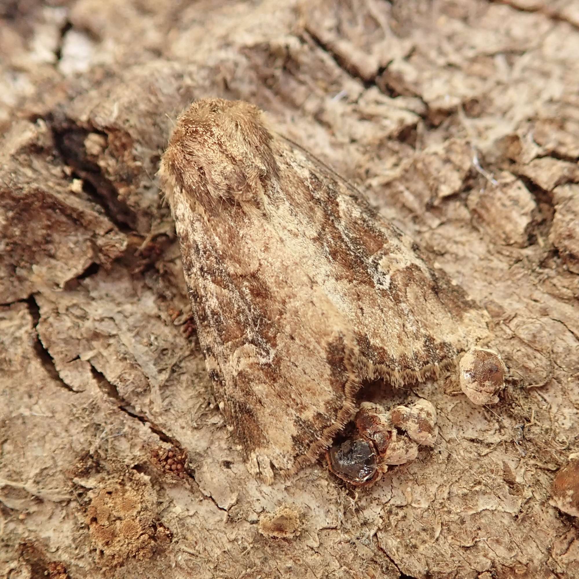 Clouded Brindle (Apamea epomidion) photographed in Somerset by Sue Davies