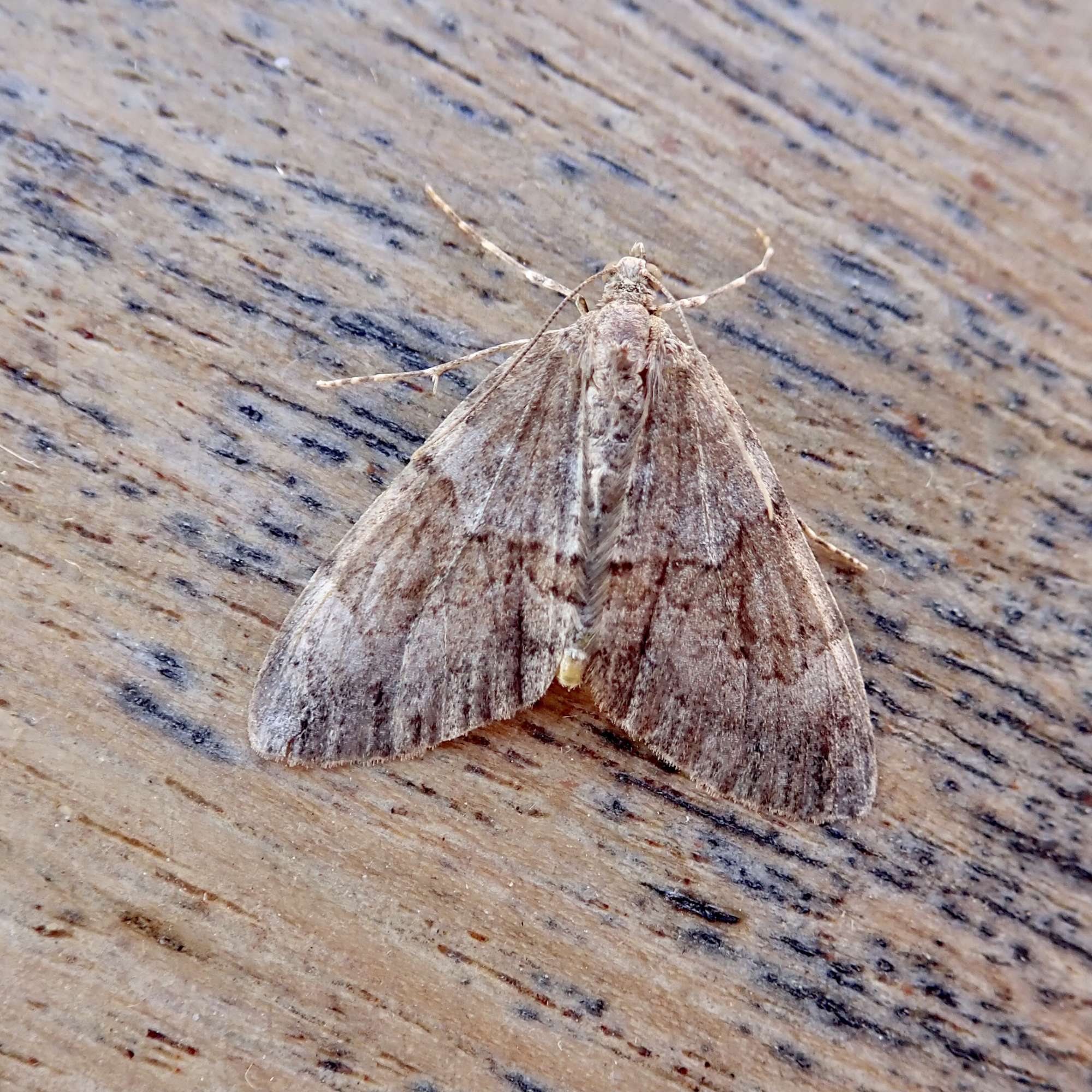 Grey Pine Carpet (Thera obeliscata) photographed in Somerset by Sue Davies