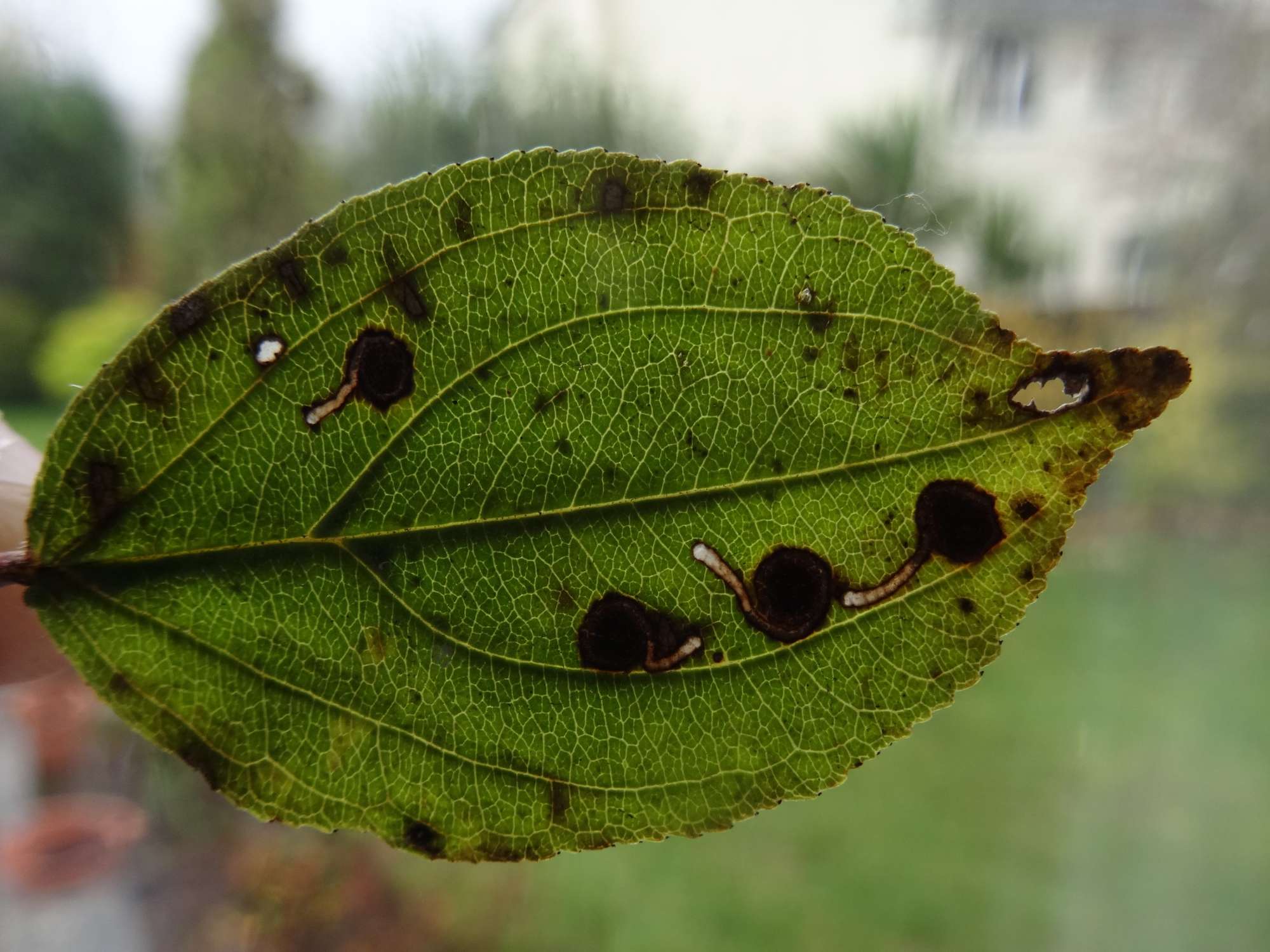 Buckthorn Bent-wing (Bucculatrix frangutella) photographed in Somerset by Christopher Iles