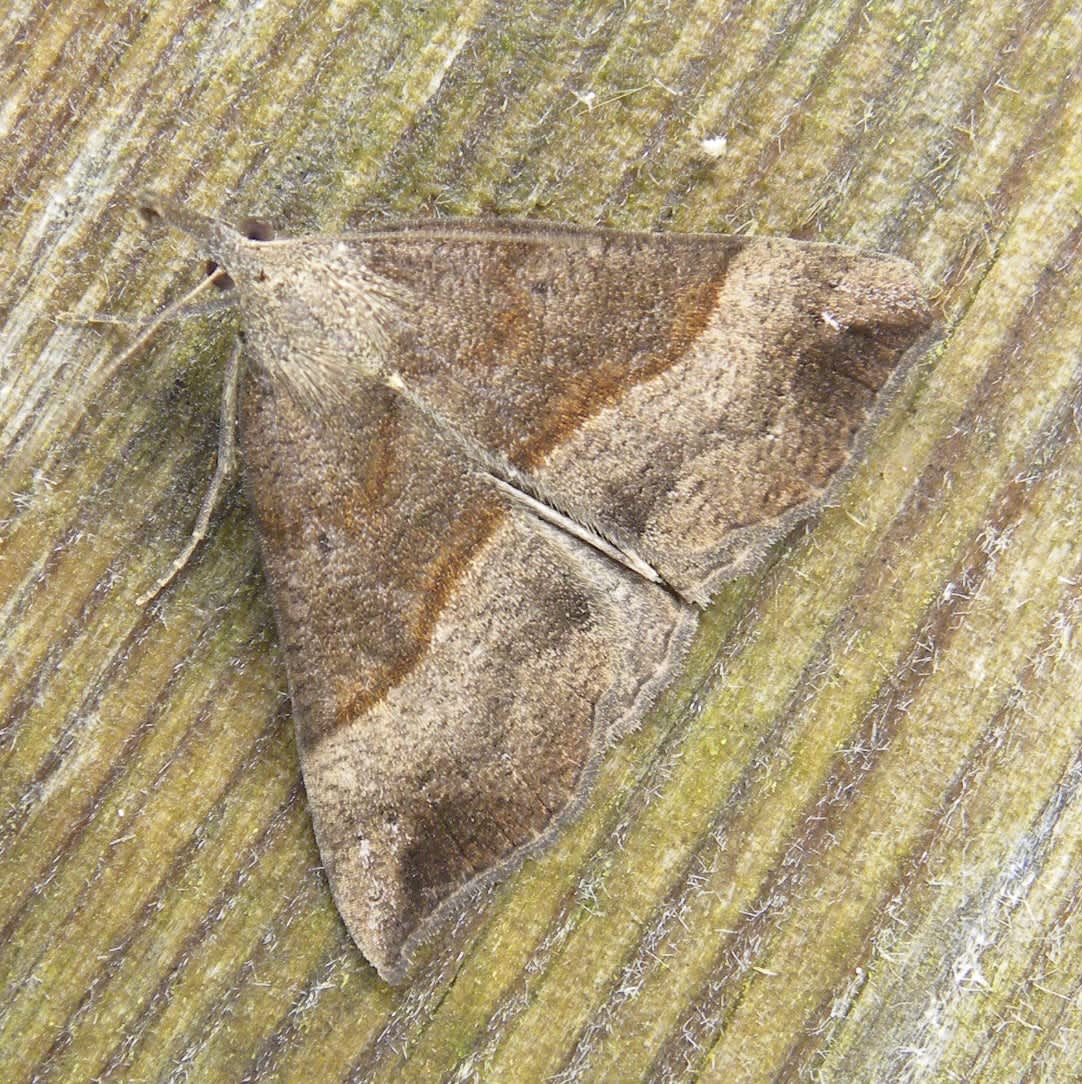 The Snout (Hypena proboscidalis) photographed in Somerset by Sue Davies