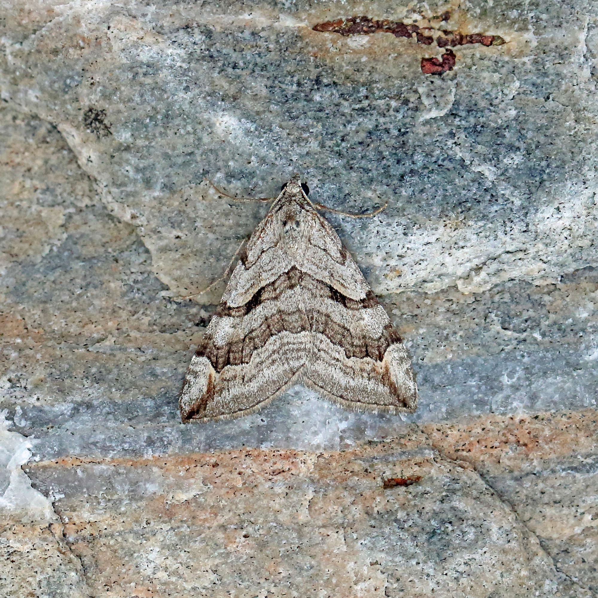 Lesser Treble-bar (Aplocera efformata) photographed in Somerset by Nigel Voaden
