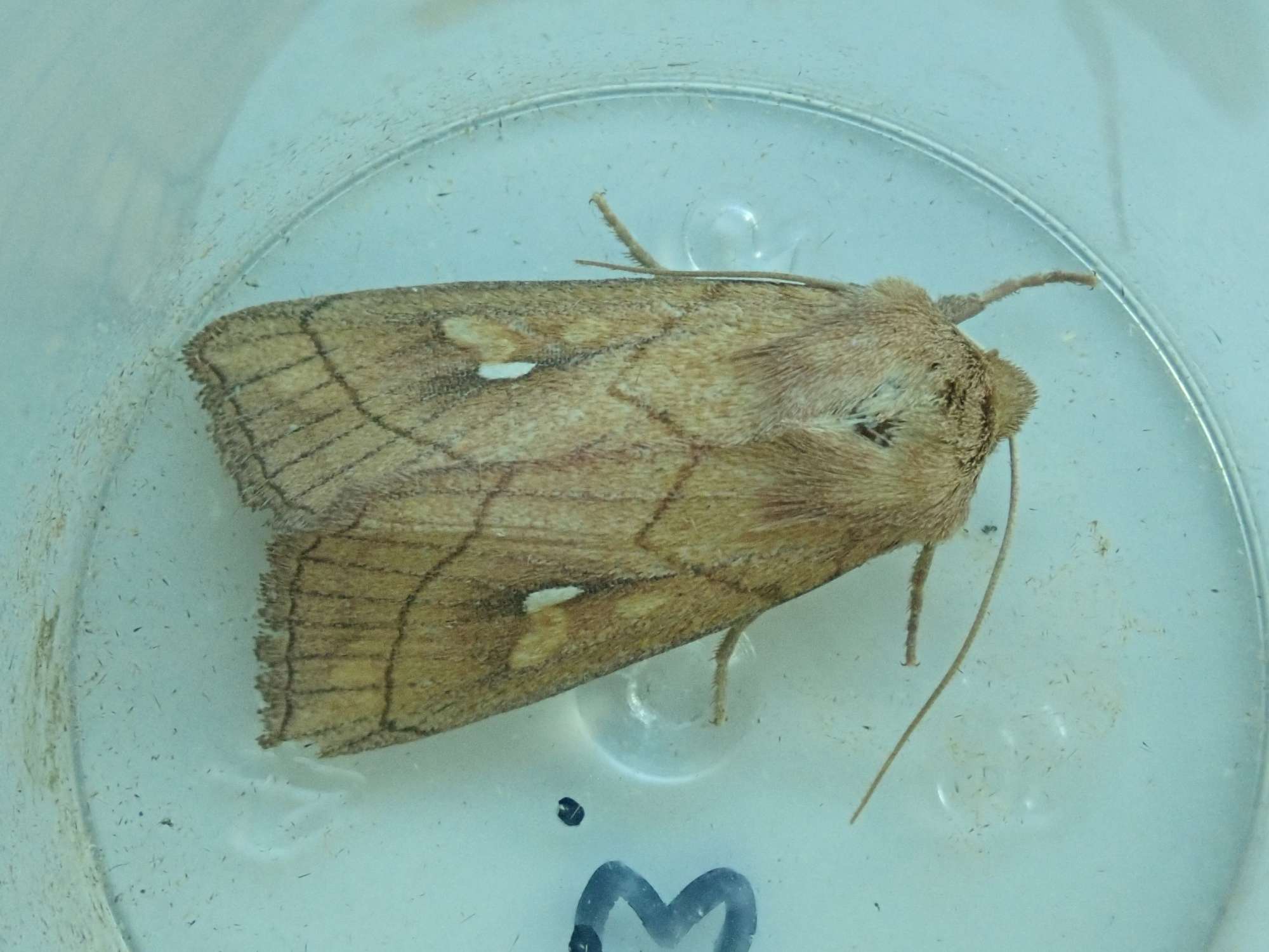 Brown-line Bright-eye (Mythimna conigera) photographed in Somerset by Christopher Iles
