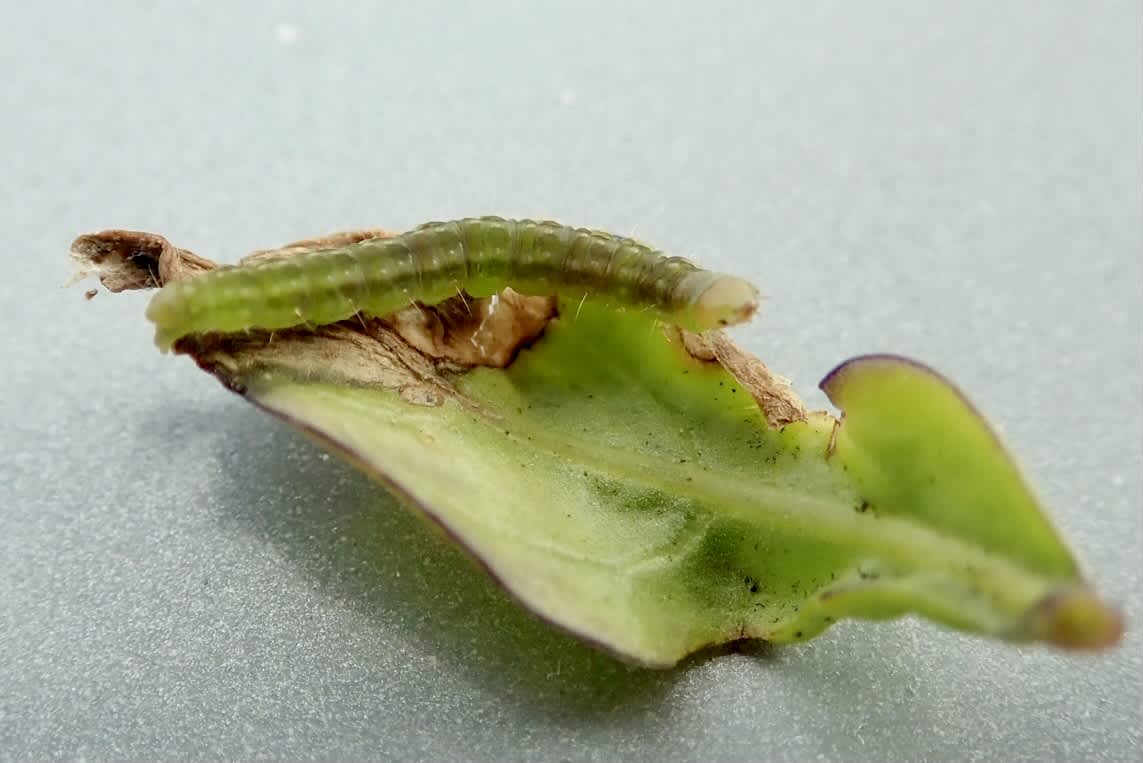 Carnation Tortrix (Cacoecimorpha pronubana) photographed in Somerset by Sue Davies