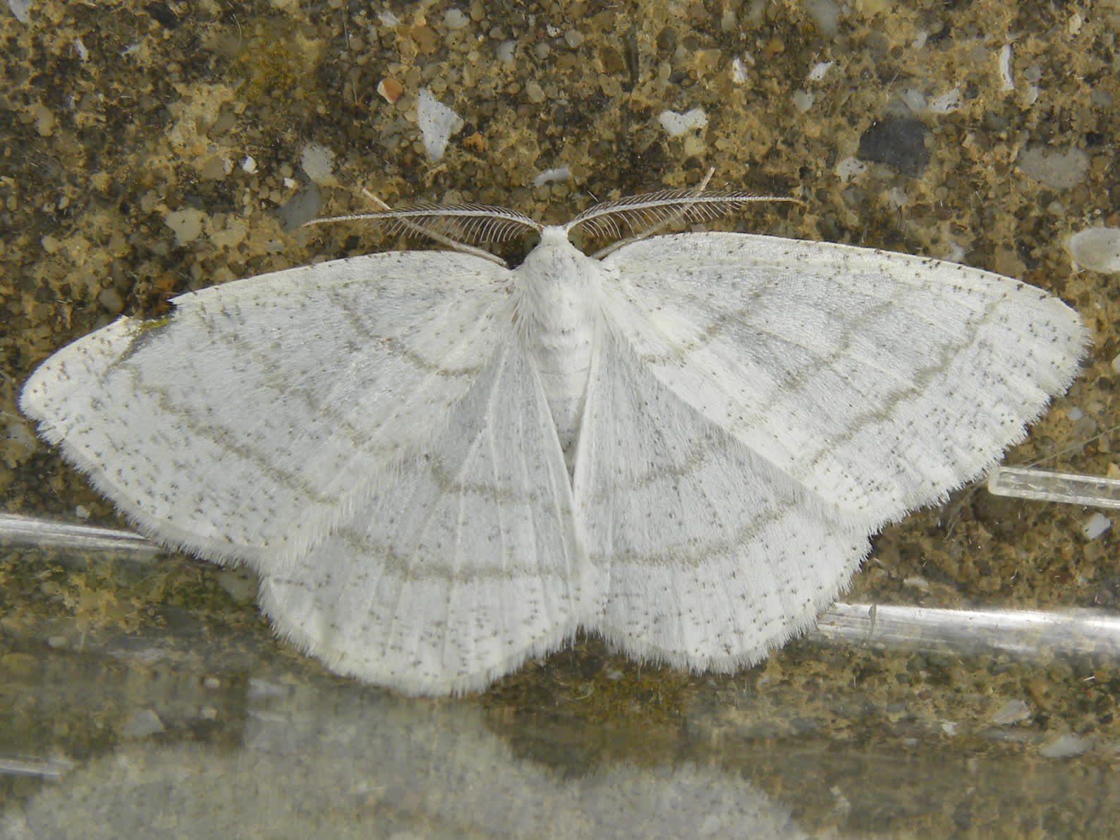 Common White Wave (Cabera pusaria) photographed in Somerset by Sue Davies