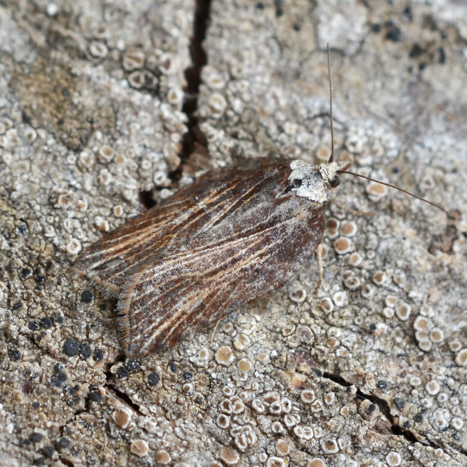 Sallow Button (Acleris hastiana) photographed in Somerset by Sue Davies