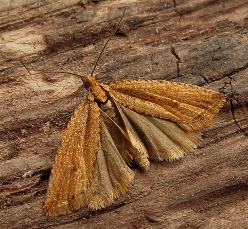 Rush Marble (Bactra lancealana) photographed in Somerset by Steve Chapple