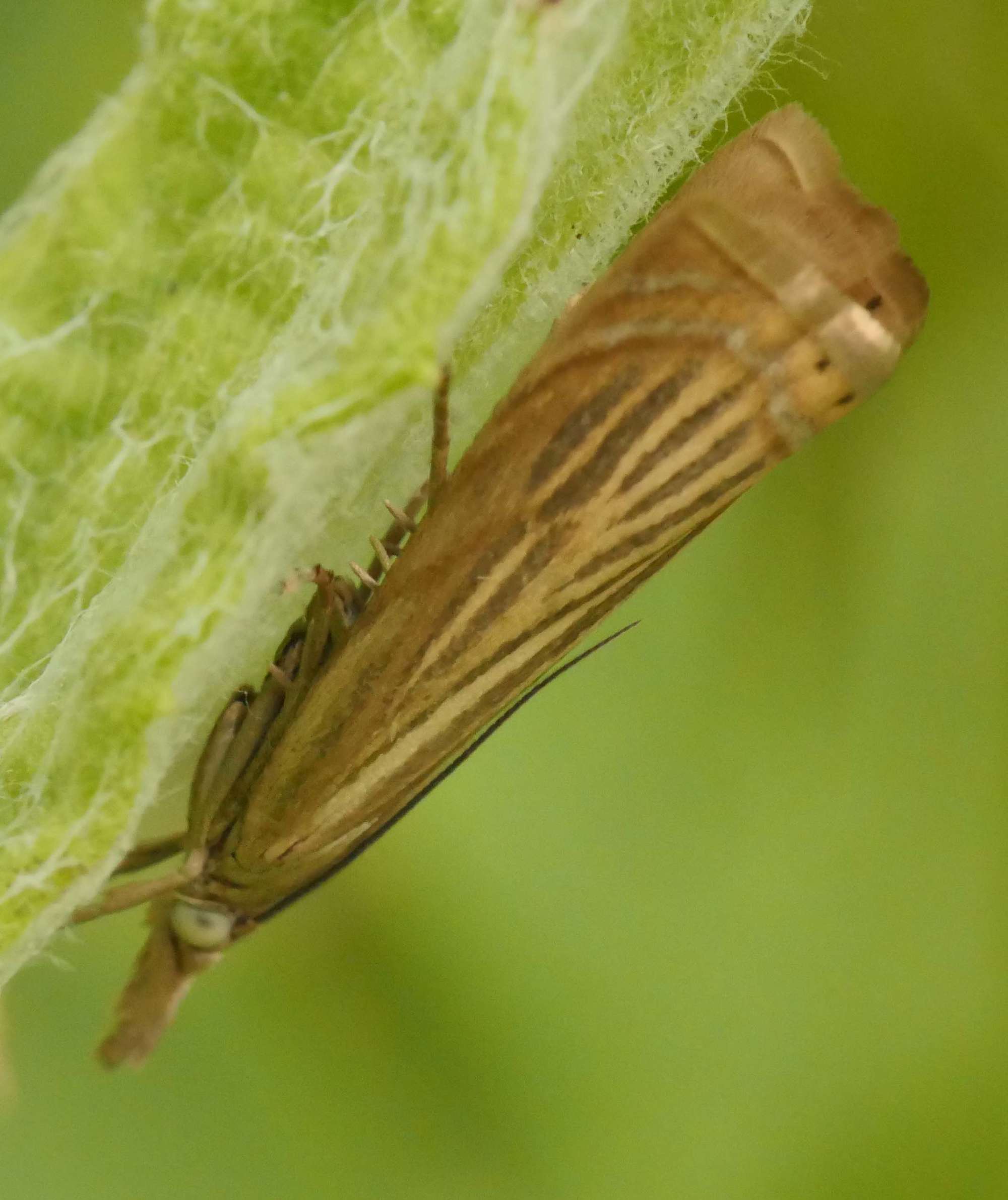 Garden Grass-veneer (Chrysoteuchia culmella) photographed in Somerset by Jenny Vickers