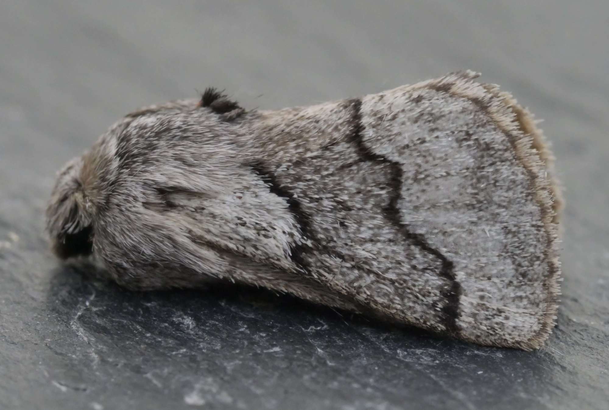 Pale Eggar (Trichiura crataegi) photographed in Somerset by Jenny Vickers