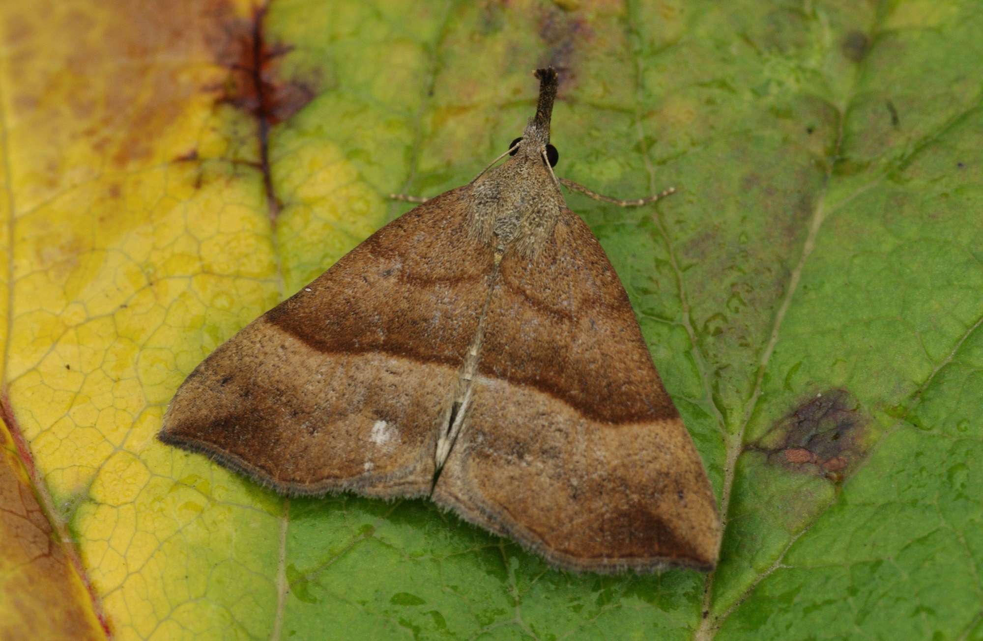 The Snout (Hypena proboscidalis) photographed in Somerset by John Connolly