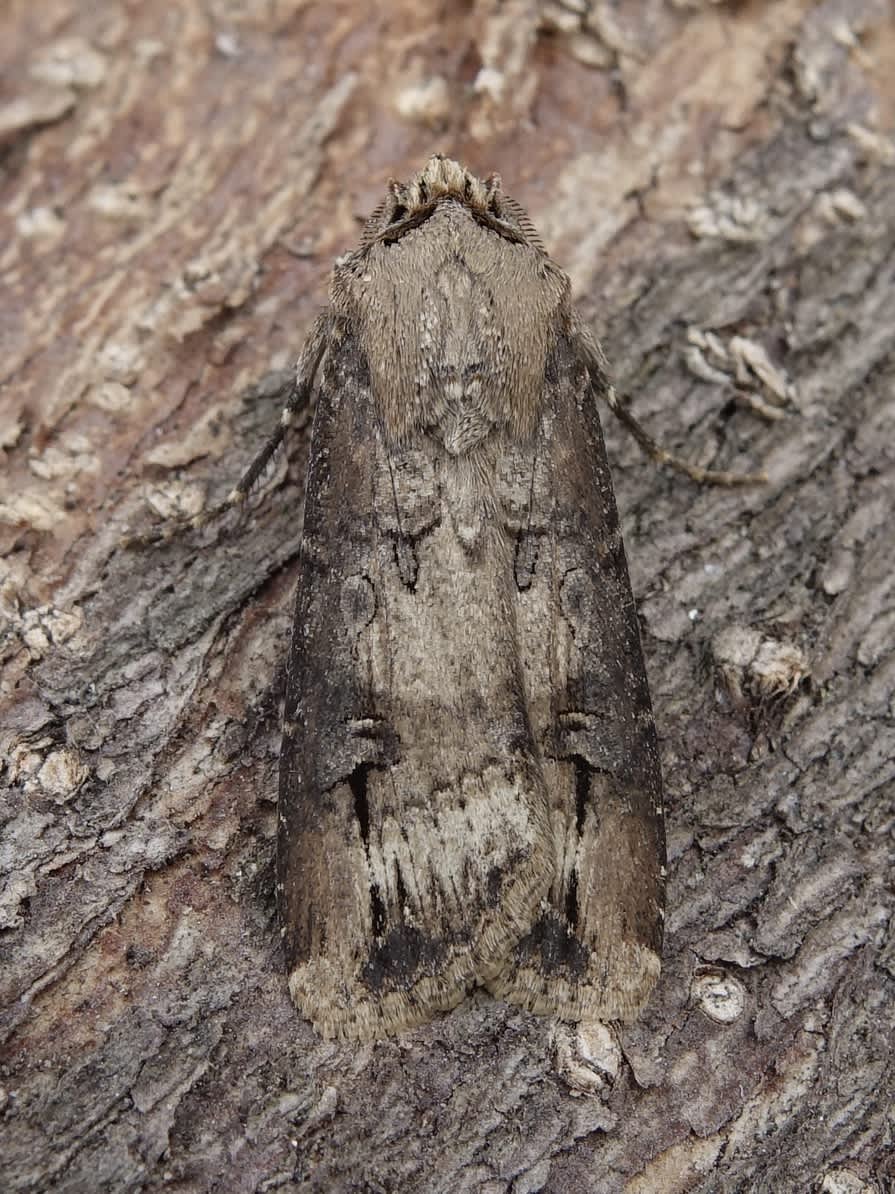 Dark Sword-grass (Agrotis ipsilon) photographed in Somerset by Sue Davies