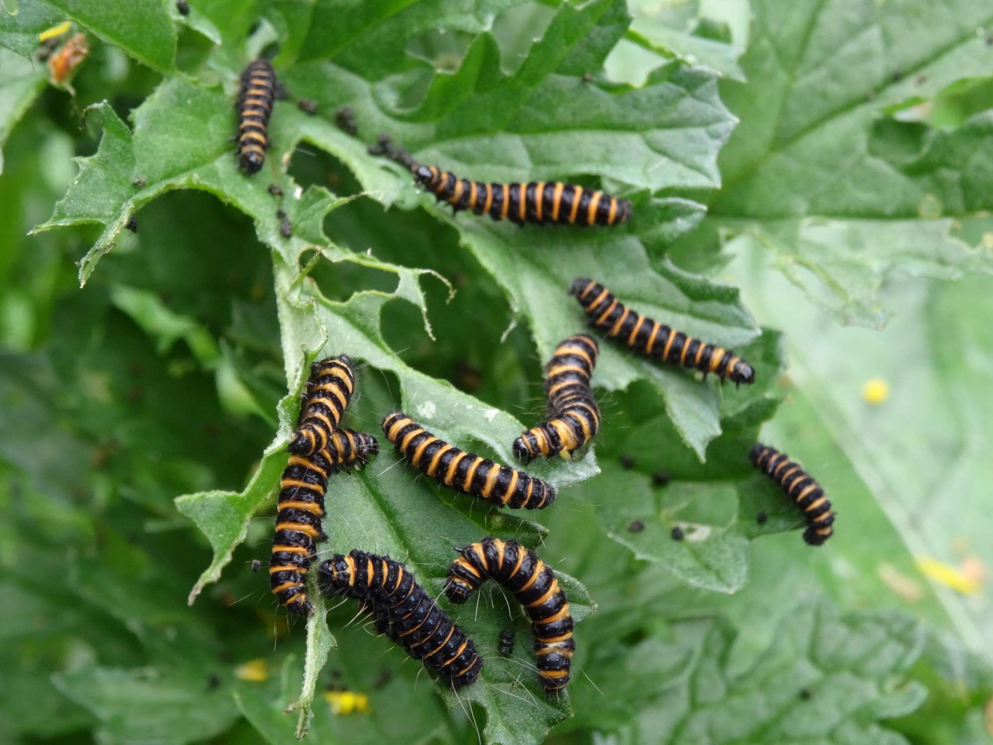 The Cinnabar (Tyria jacobaeae) photographed in Somerset by Christopher Iles