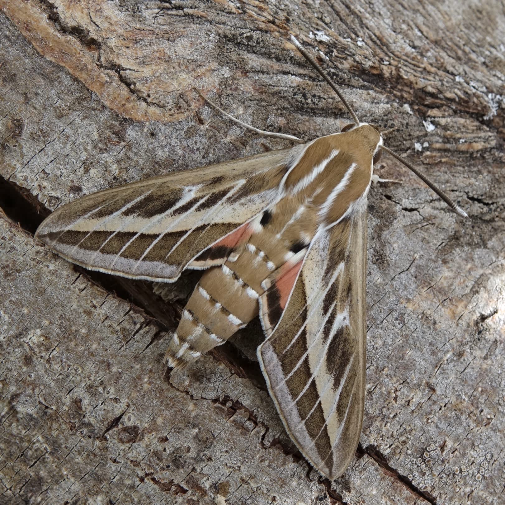 Striped Hawk-moth (Hyles livornica) photographed in Somerset by Sue Davies