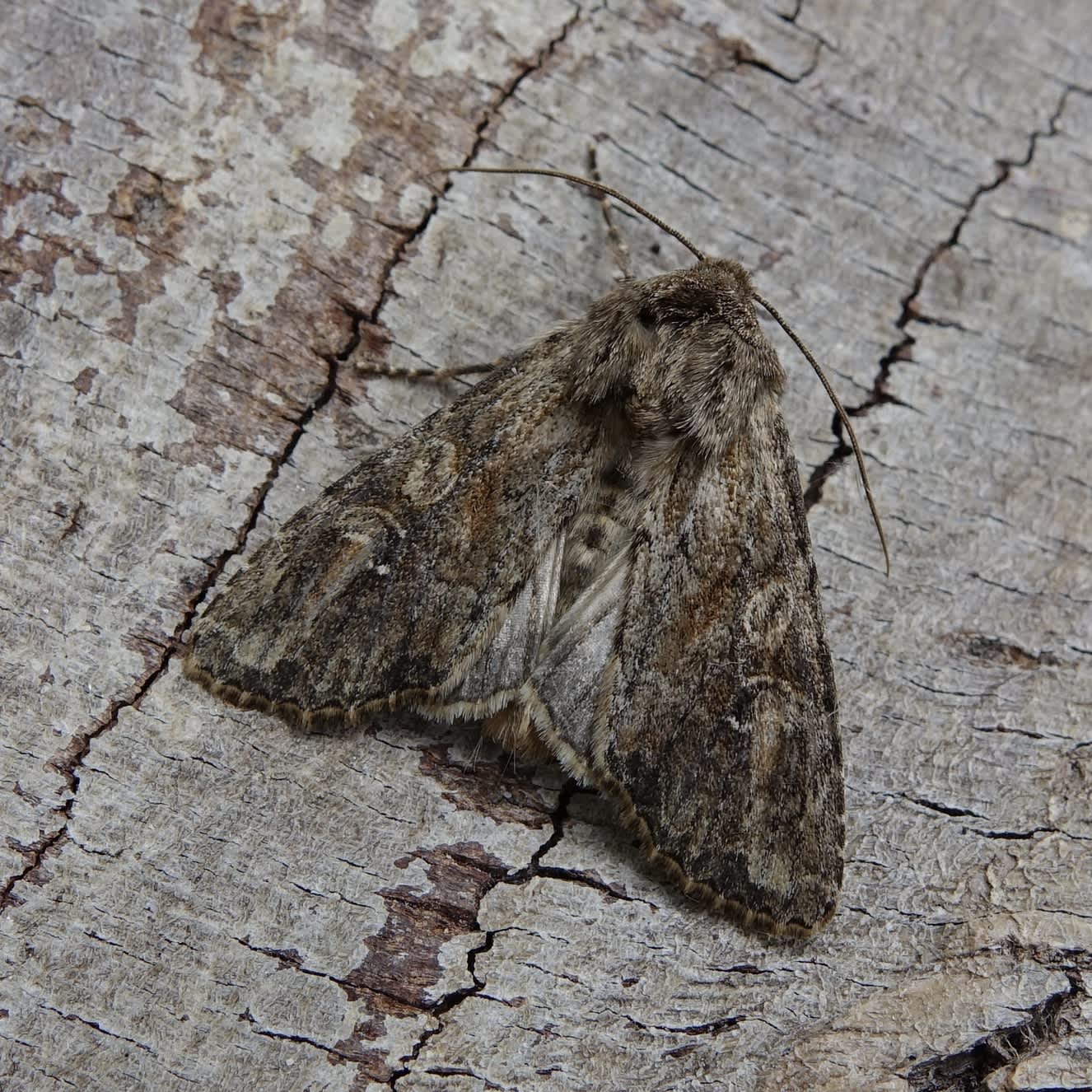 Large Nutmeg (Apamea anceps) photographed in Somerset by Sue Davies