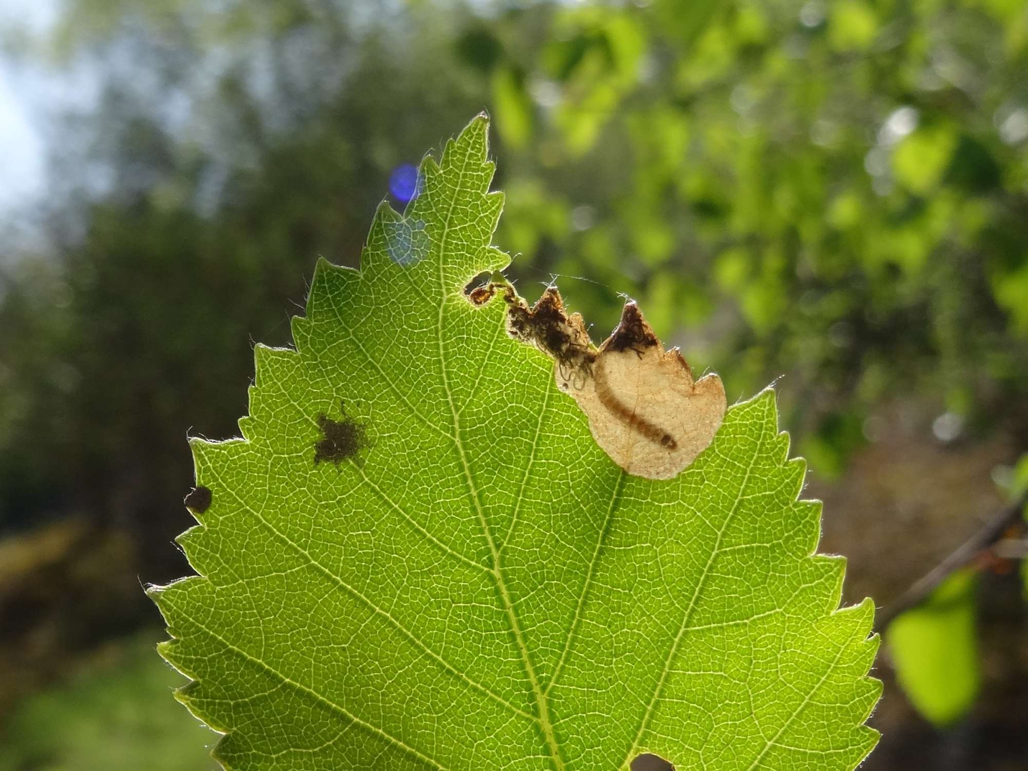 Early Purple (Eriocrania semipurpurella) photographed in Somerset by Christopher Iles