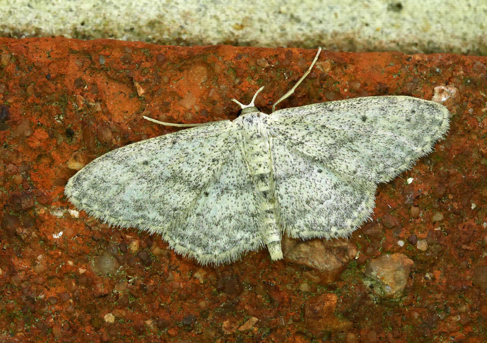 Small Dusty Wave (Idaea seriata) photographed in Somerset by John Connolly