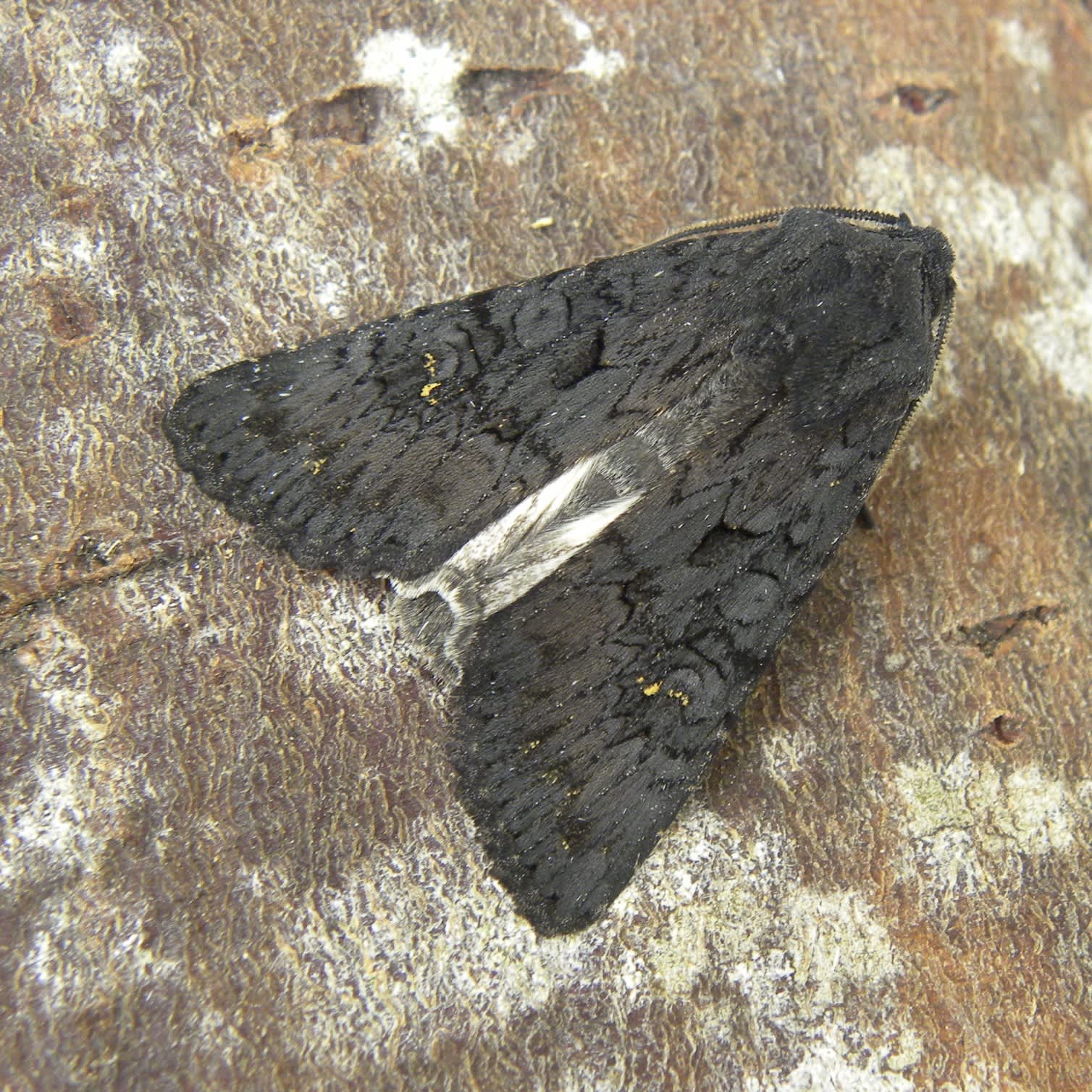 Black Rustic (Aporophyla nigra) photographed in Somerset by Sue Davies