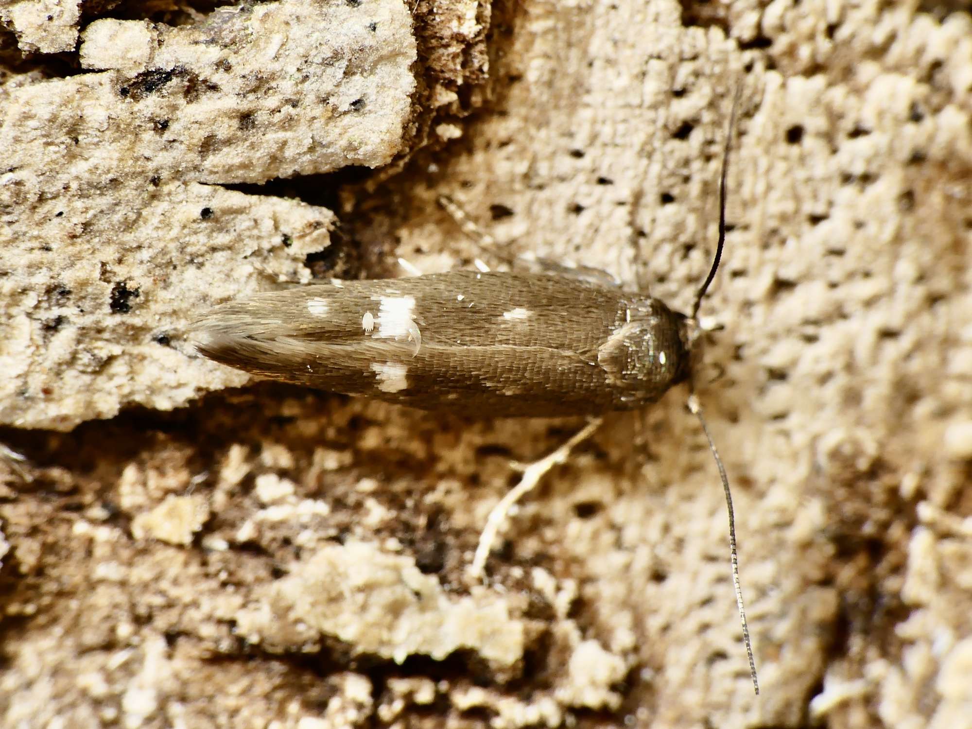 Clouded Mompha (Mompha langiella) photographed in Somerset by Paul Wilkins