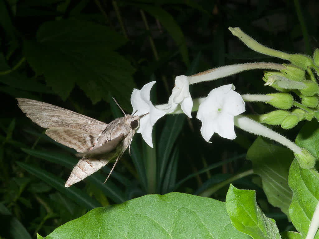 Convolvulus Hawk-moth (Agrius convolvuli) photographed in Somerset by John Bebbington