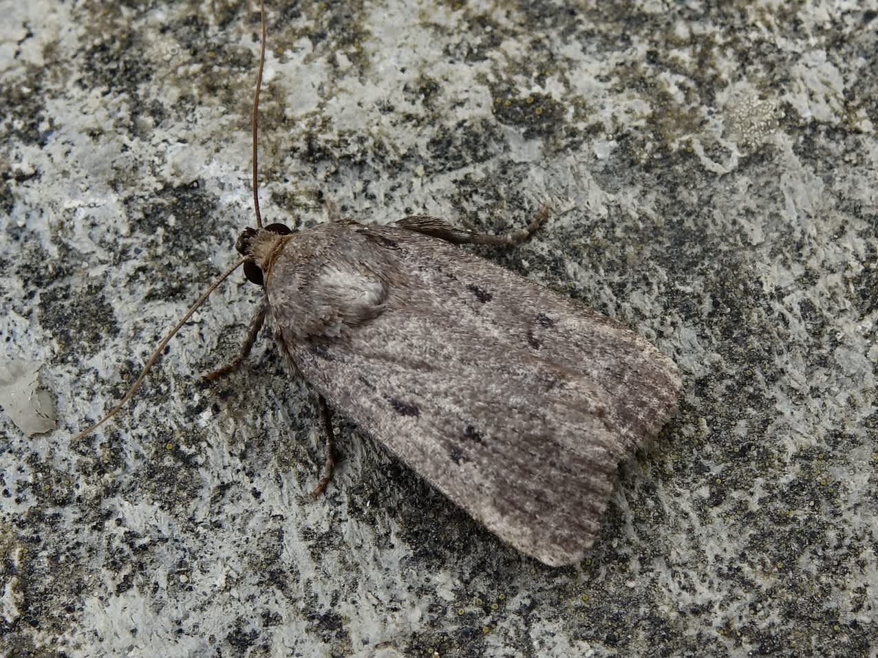 Mouse Moth Somerset Moths