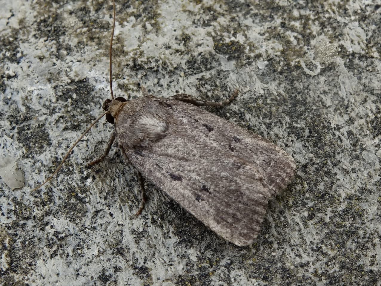 Mouse Moth (Amphipyra tragopoginis) photographed in Somerset by Sue Davies