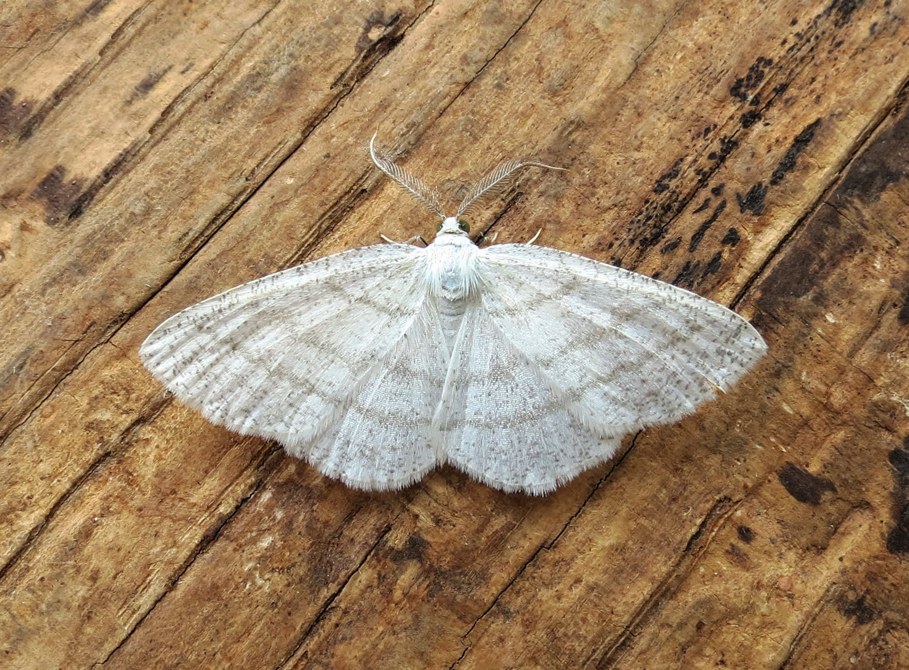 Common White Wave (Cabera pusaria) photographed in Somerset by Steve Chapple