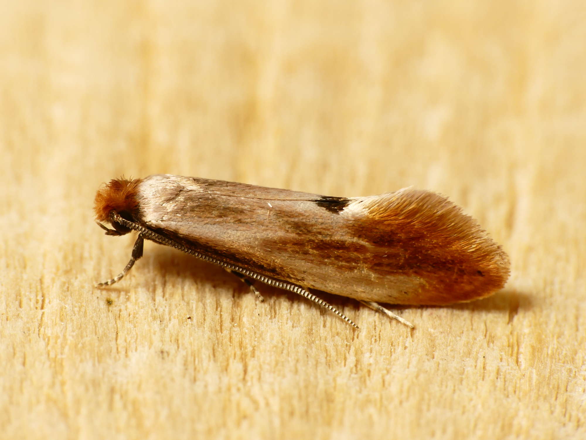 Tinea semifulvella | Somerset Moths