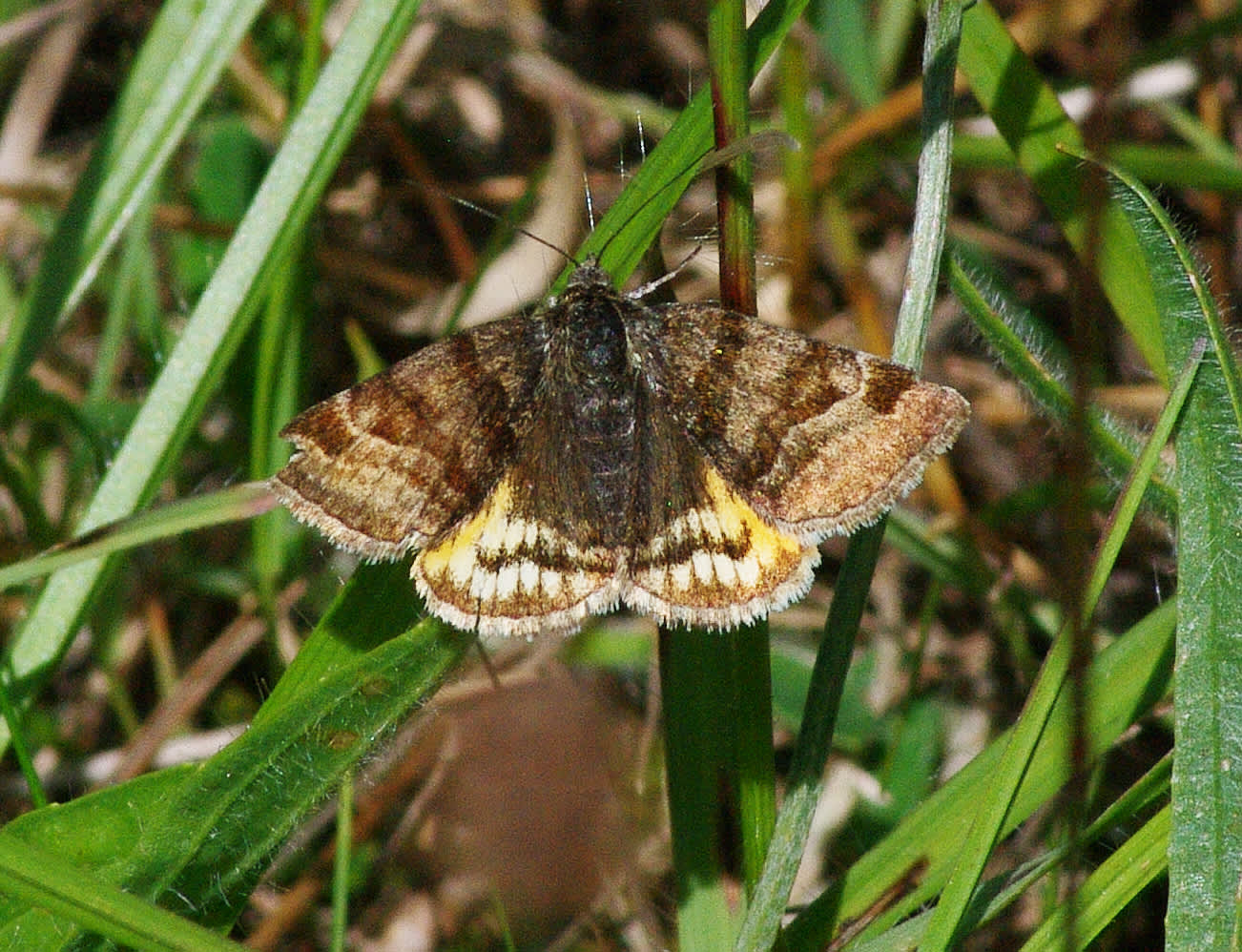 Burnet Companion (Euclidia glyphica) photographed in Somerset by John Connolly