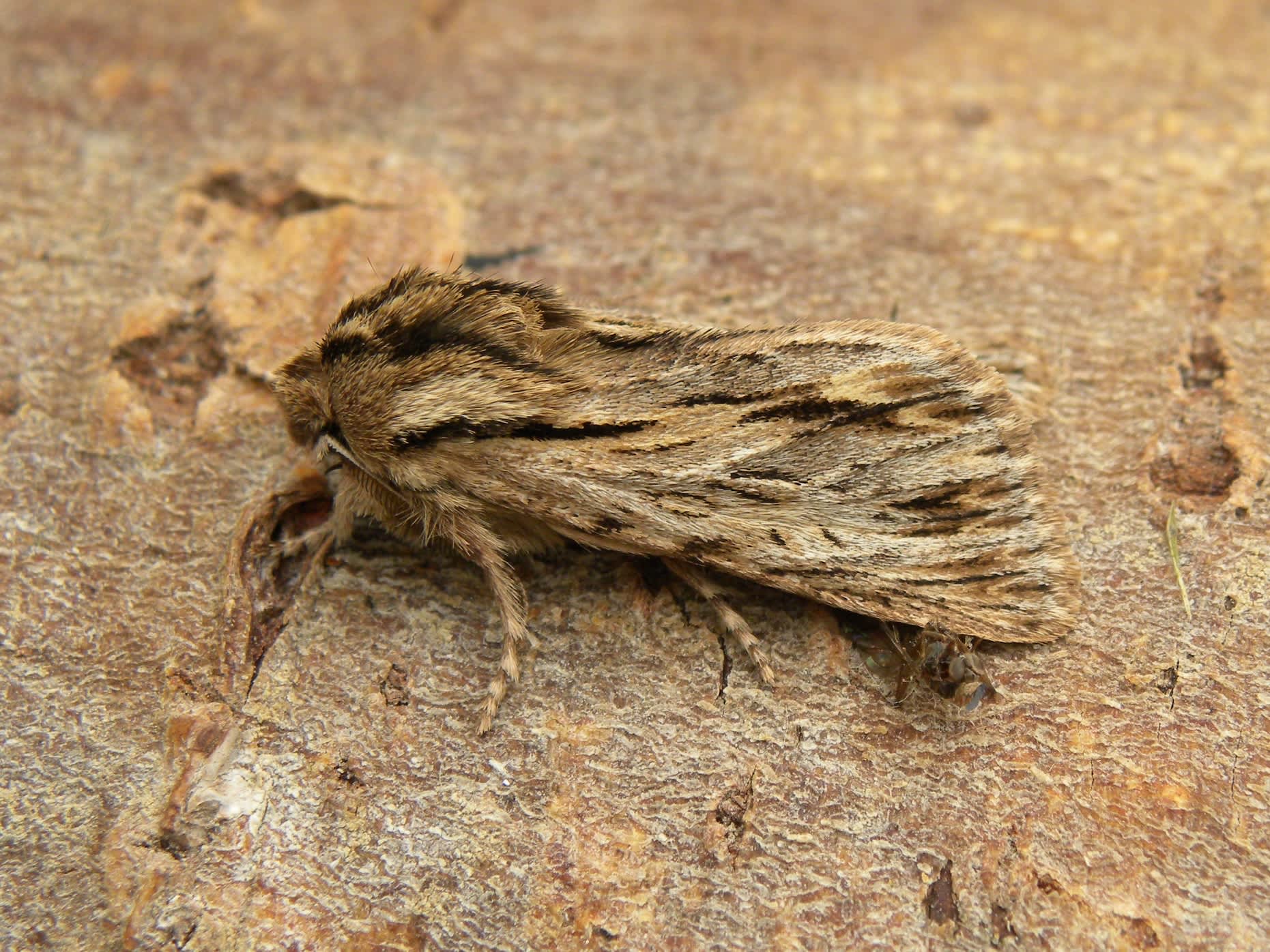 The Sprawler (Asteroscopus sphinx) photographed in Somerset by Sue Davies