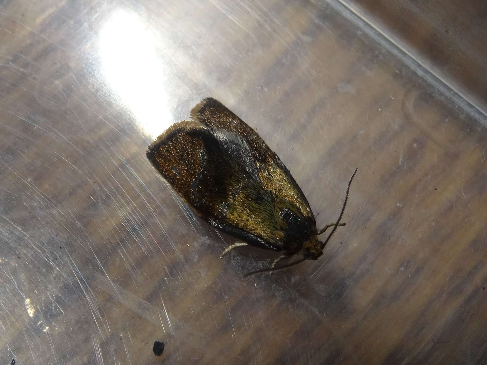 Brindled Tortrix (Ptycholoma lecheana) photographed in Somerset by Christopher Iles