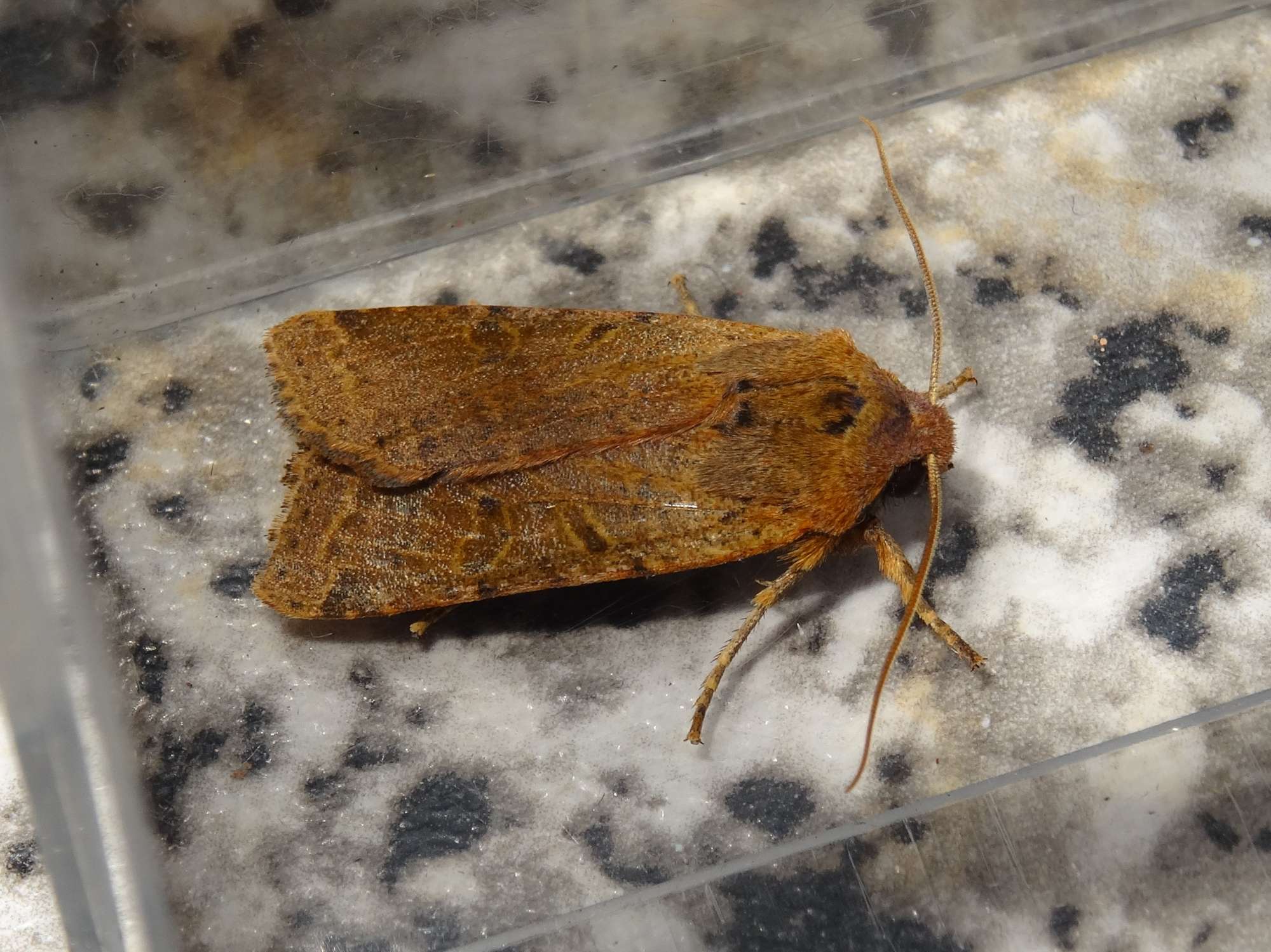 Beaded Chestnut (Agrochola lychnidis) photographed in Somerset by Christopher Iles