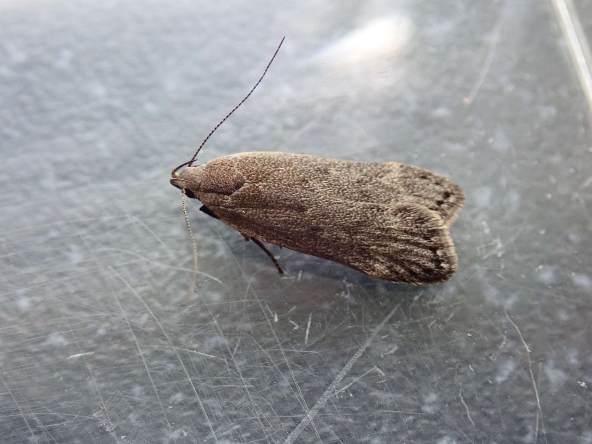 Poplar Sober (Anacampsis populella) photographed in Somerset by Christopher Iles