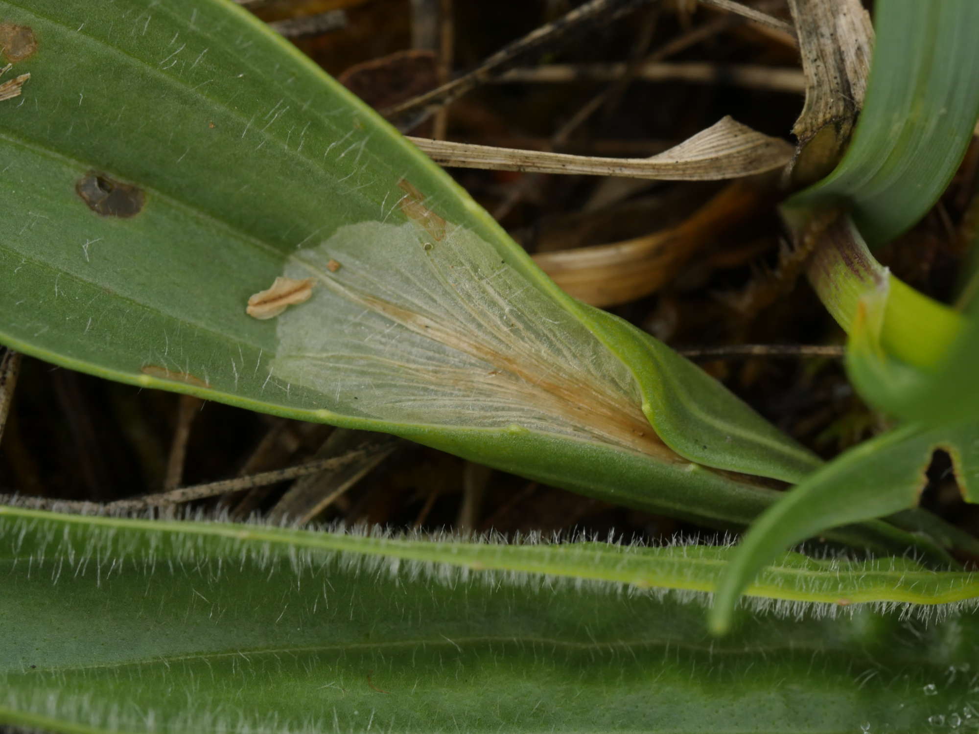 Ribwort Slender (Aspilapteryx tringipennella) photographed in Somerset by Jenny Vickers