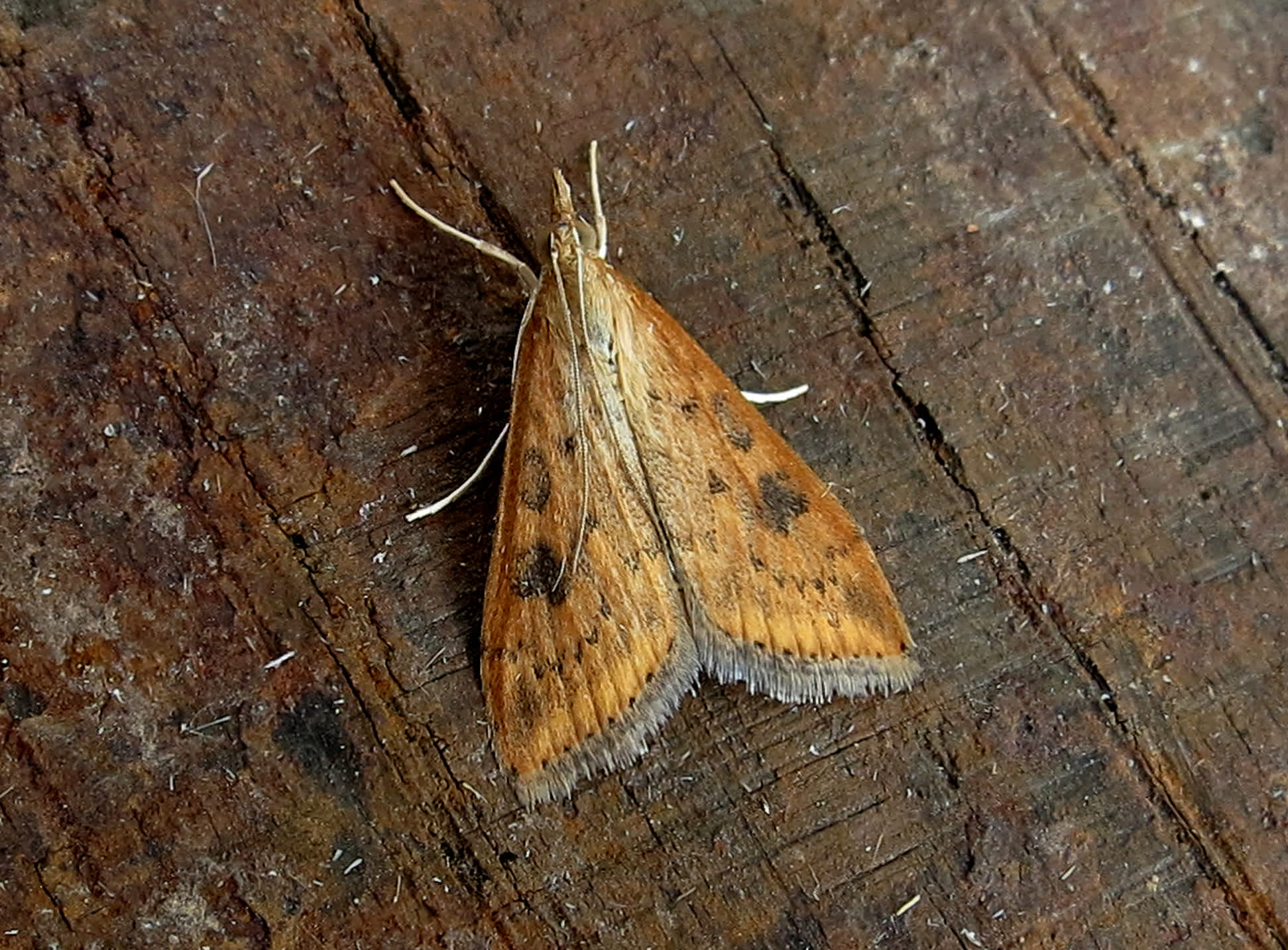 Rusty-dot Pearl (Udea ferrugalis) photographed in Somerset by Steve Chapple