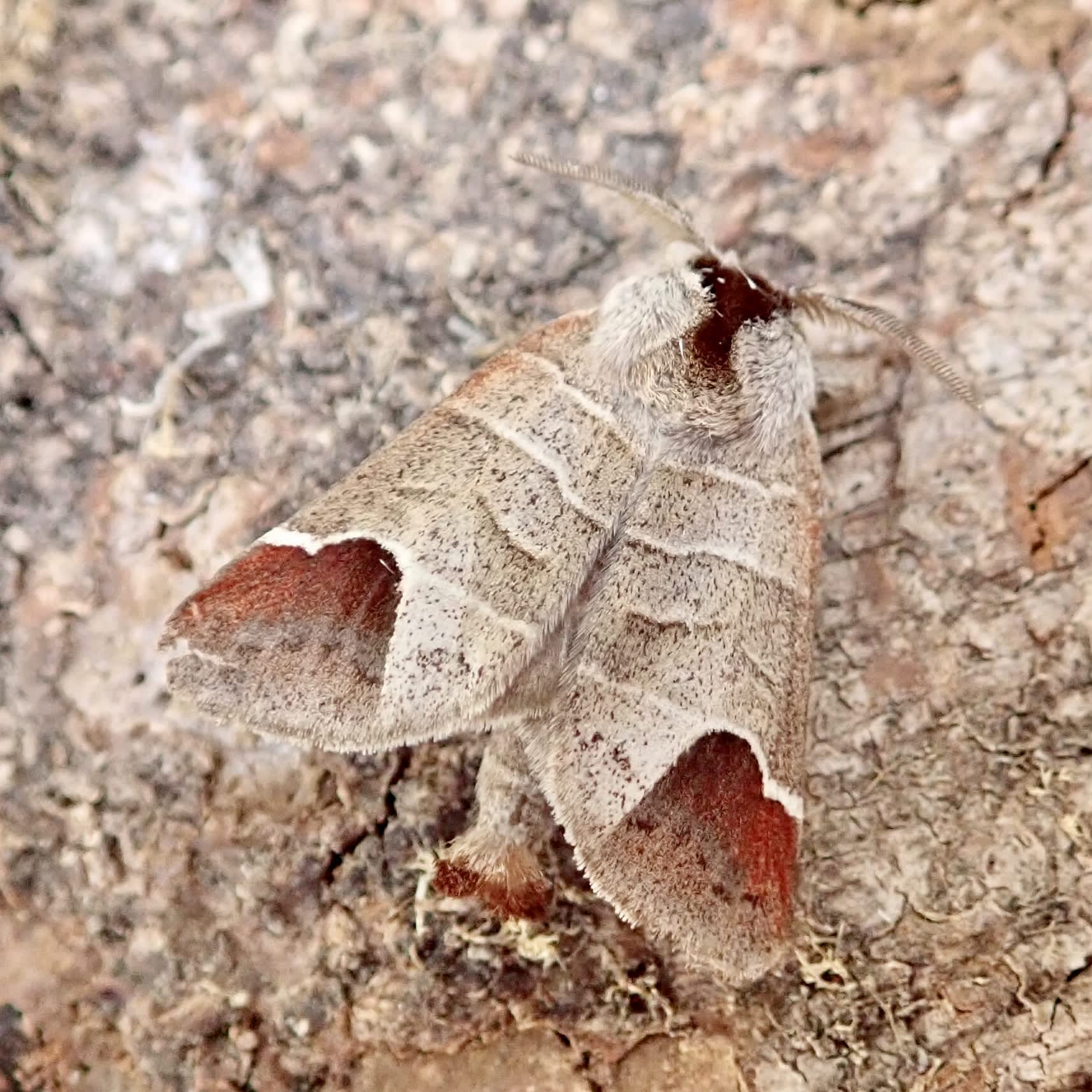 Chocolate-tip (Clostera curtula) photographed in Somerset by Sue Davies