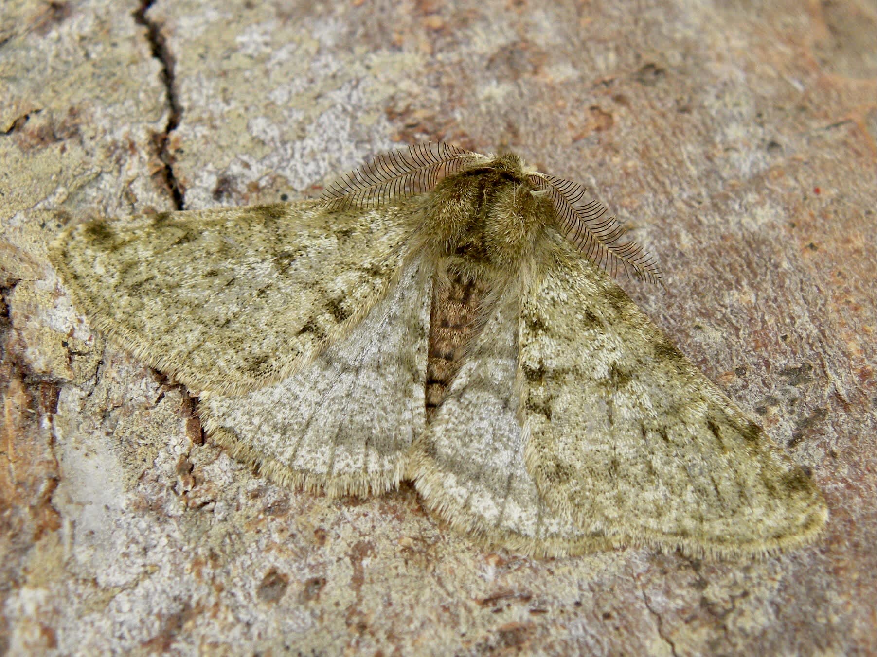 Pale Brindled Beauty (Phigalia pilosaria) photographed in Somerset by Sue Davies