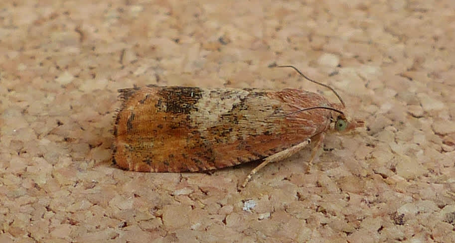 Vagrant Piercer (Cydia amplana) photographed in Somerset by Jenny Vickers