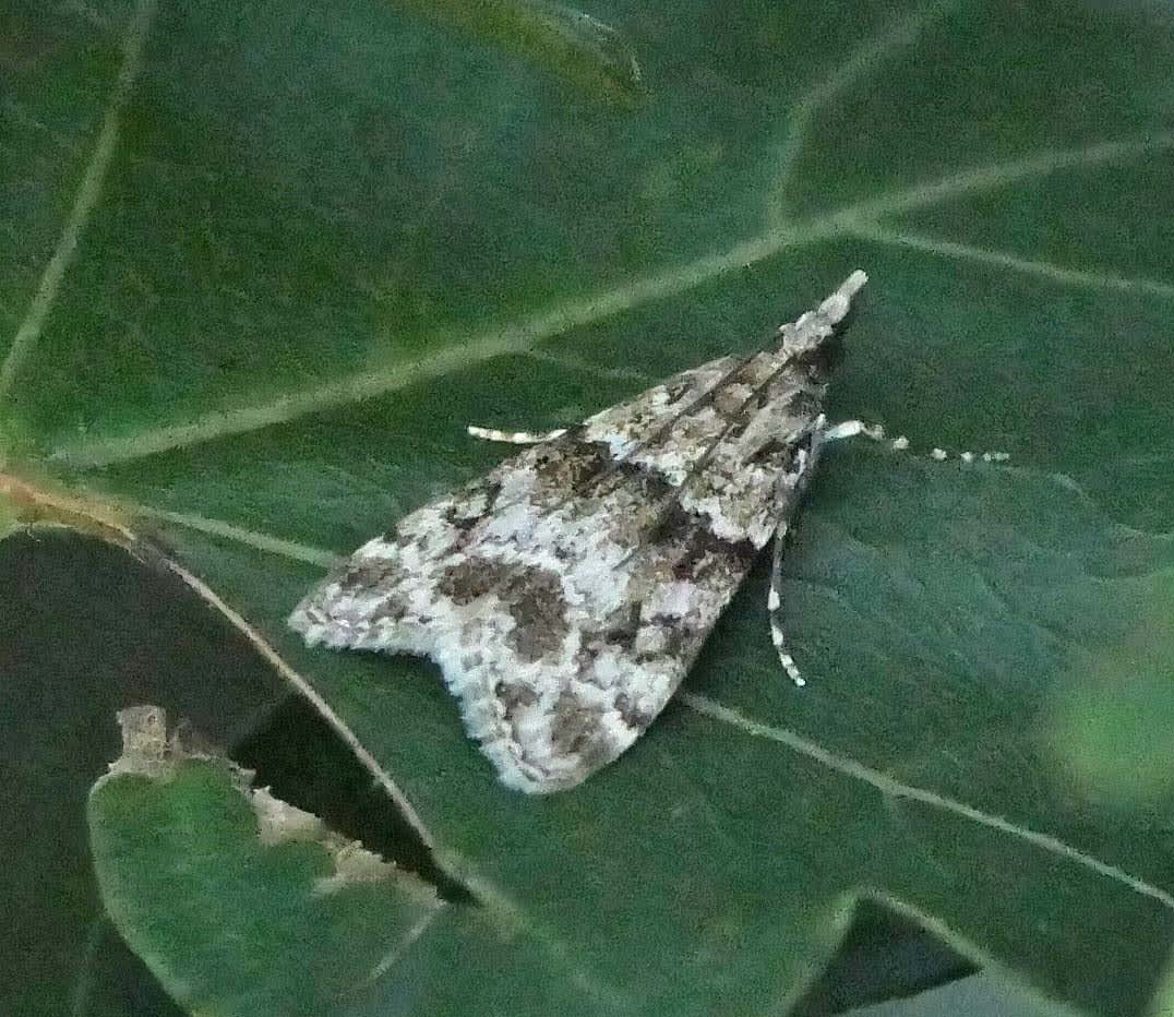 Small Grey (Eudonia mercurella) photographed in Somerset by Jenny Vickers