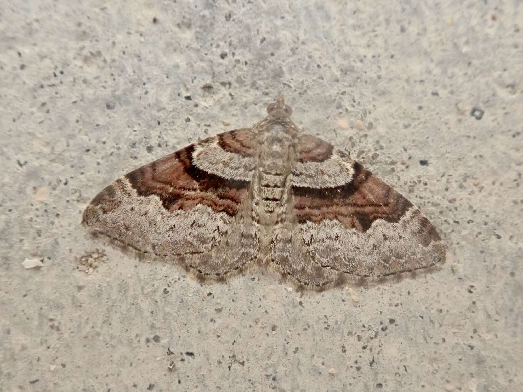 Flame Carpet (Xanthorhoe designata) photographed in Somerset by Sue Davies