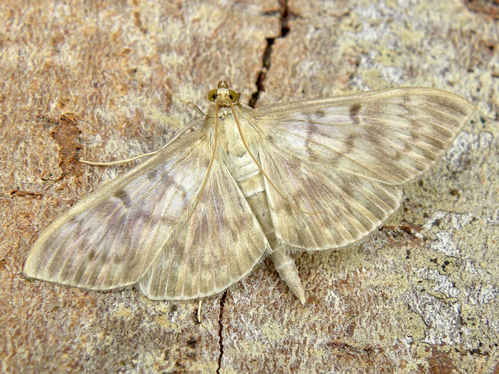 Mother of Pearl (Patania ruralis) photographed in Somerset by Sue Davies