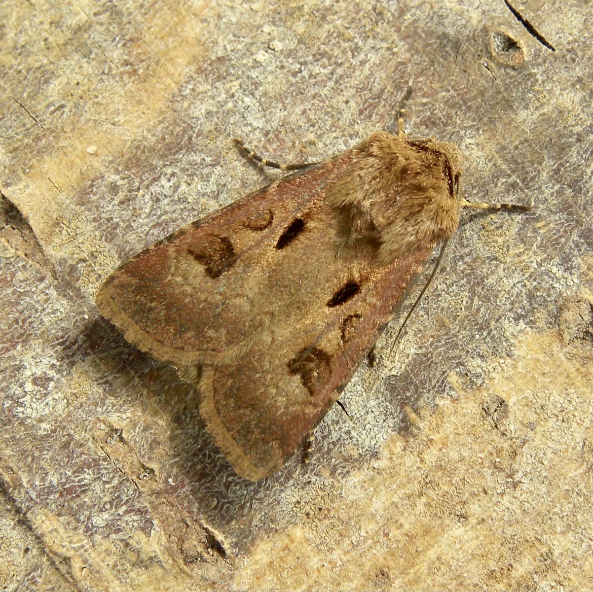 Heart & Dart (Agrotis exclamationis) photographed in Somerset by Sue Davies