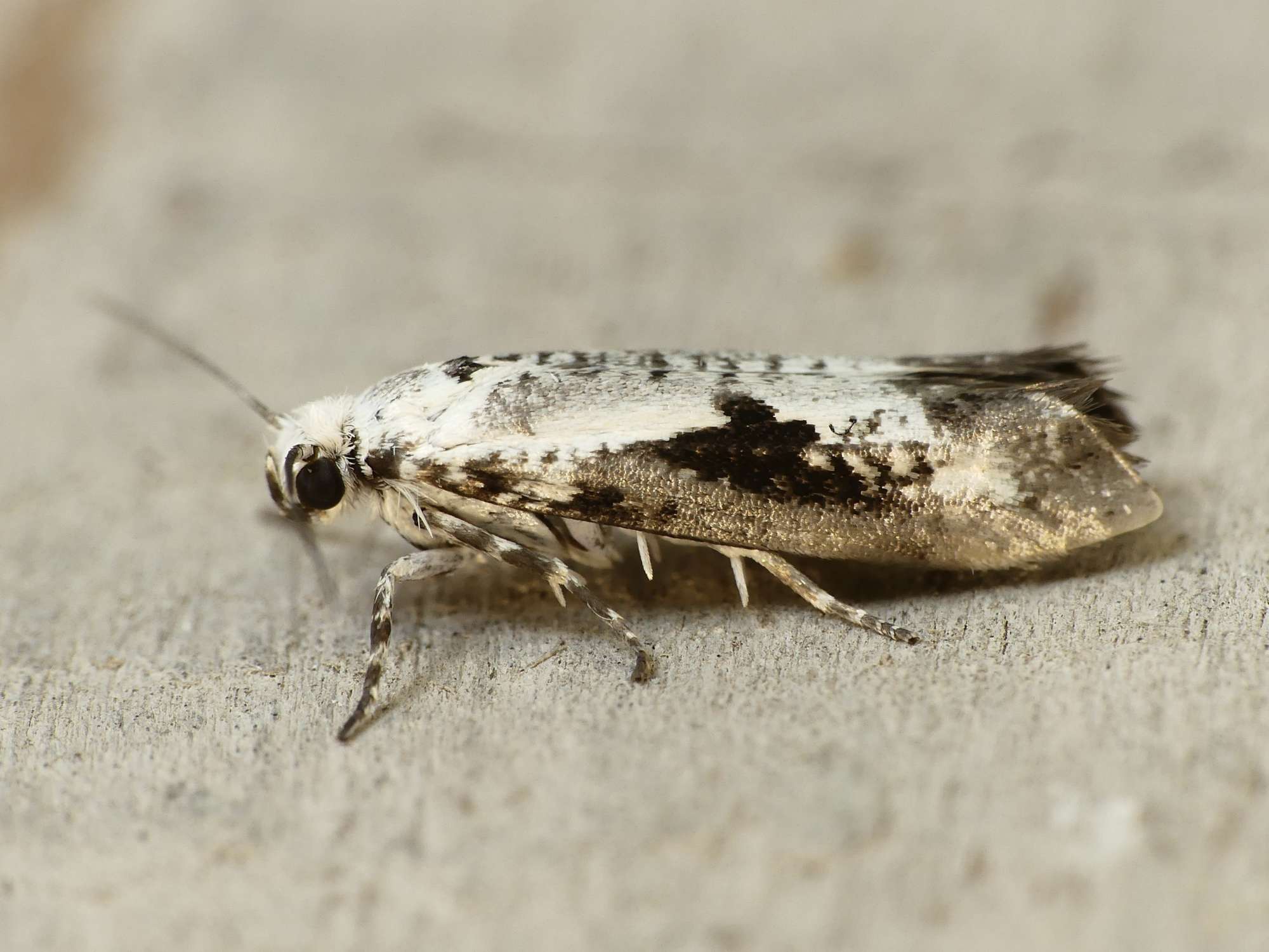 Ash-bud Moth (Prays fraxinella) photographed in Somerset by Paul Wilkins