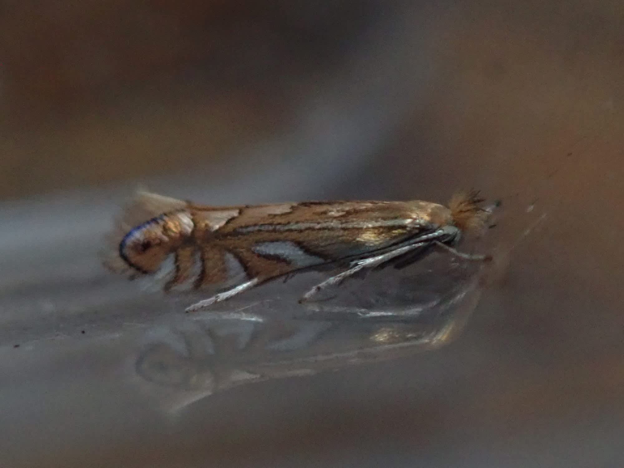 Common Oak Midget (Phyllonorycter quercifoliella) photographed in Somerset by Christopher Iles