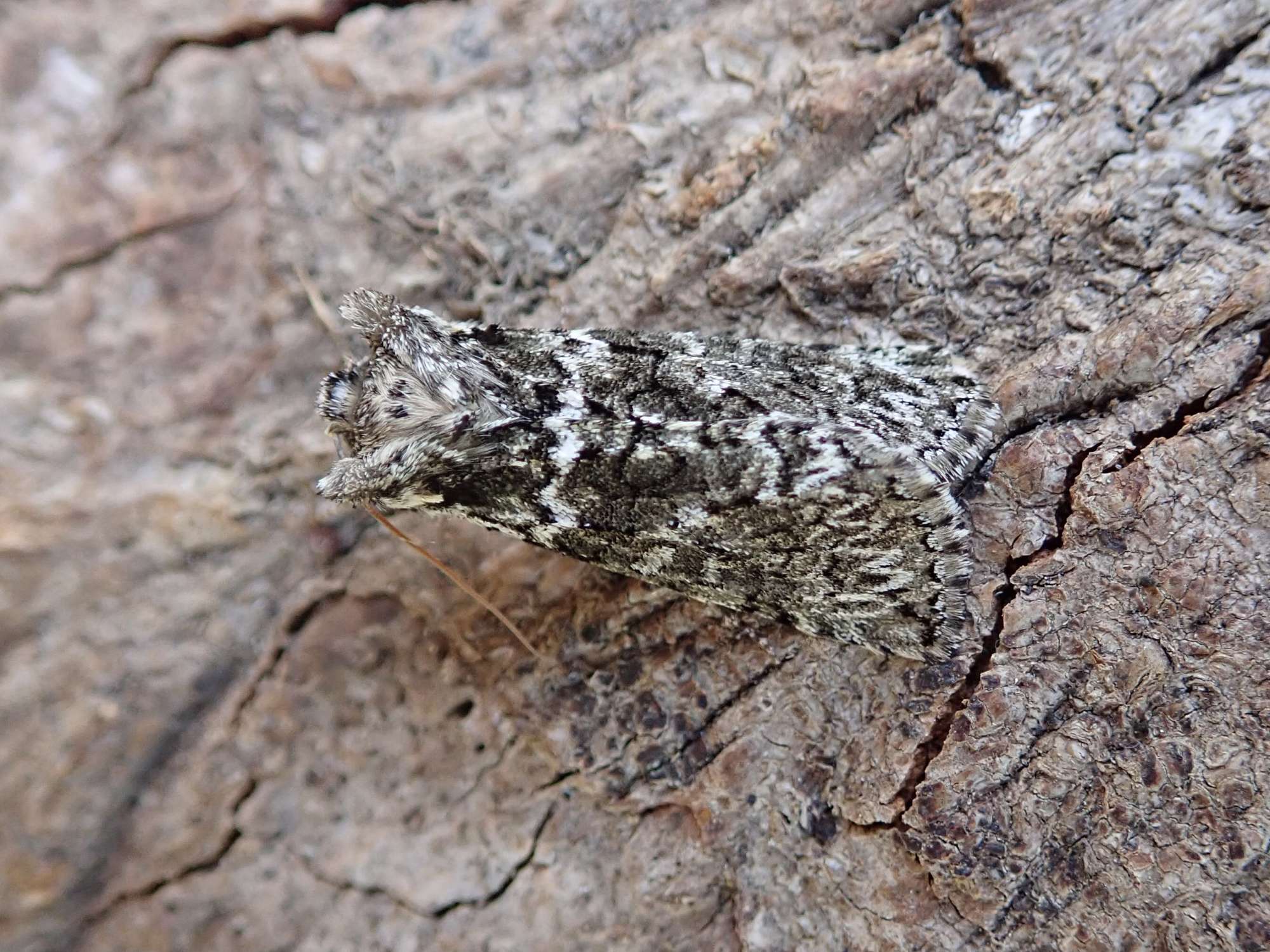 Brindled Green (Dryobotodes eremita) photographed in Somerset by Sue Davies