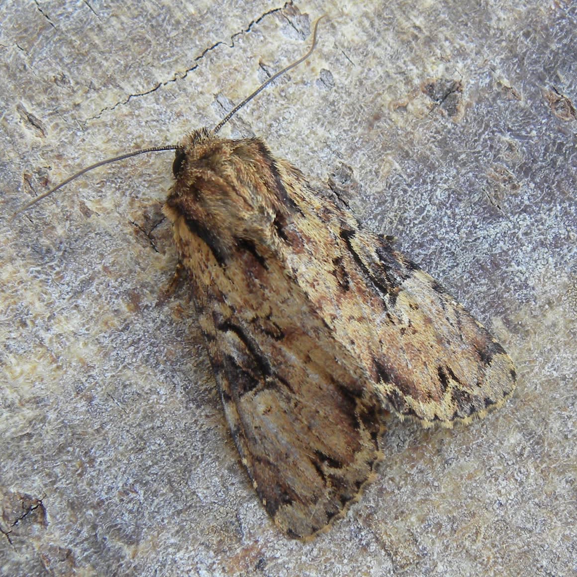Clouded-bordered Brindle (Apamea crenata) photographed in Somerset by Sue Davies